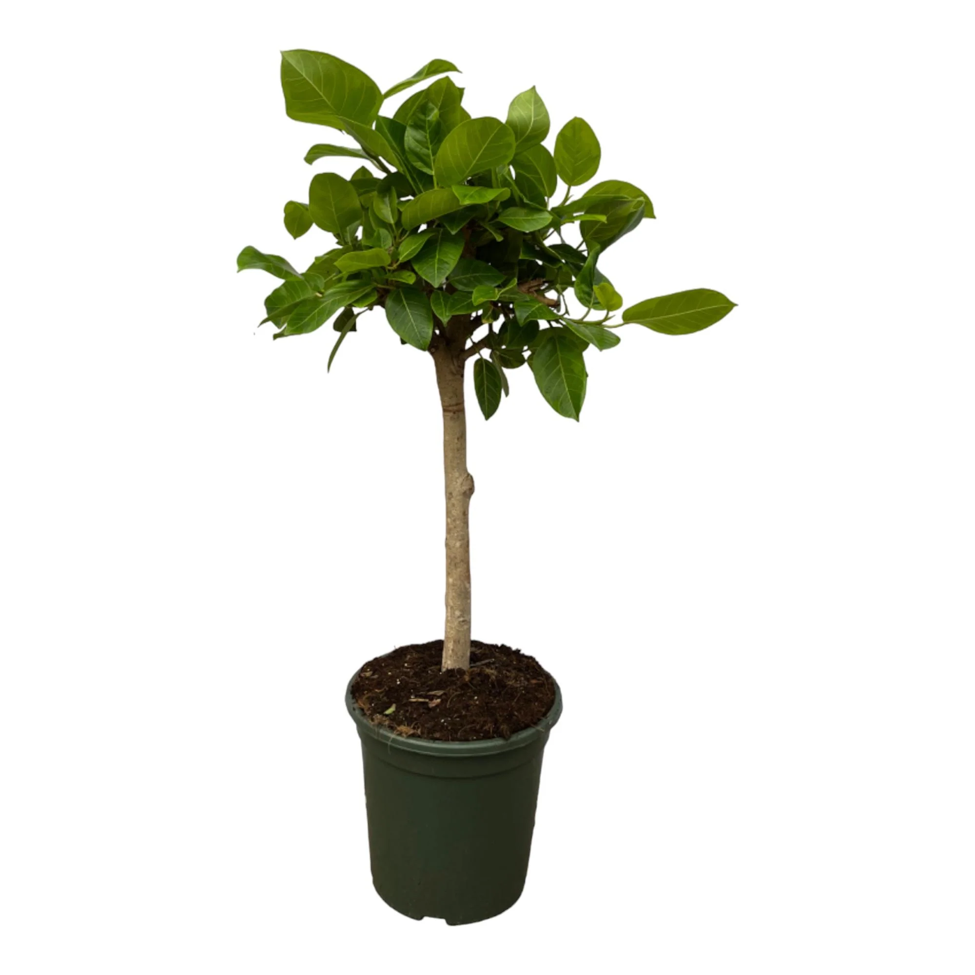 Panaschierter Gummibaum - Ficus Altissimo variegata | 100 cm | Ø24cm