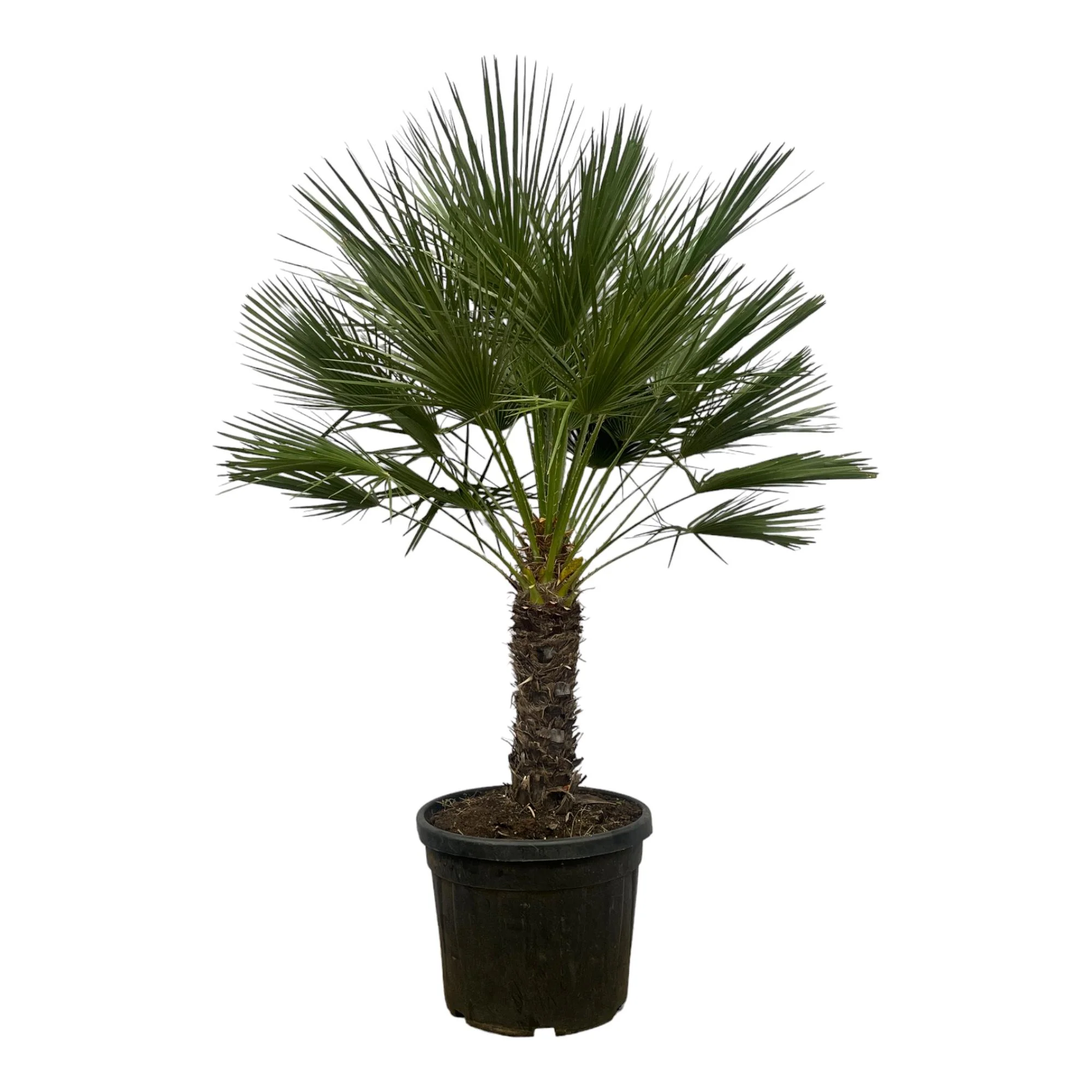 Europäische Zwergpalme auf Stamm - Chamaerops Humilis | 150 cm | Ø45 cm