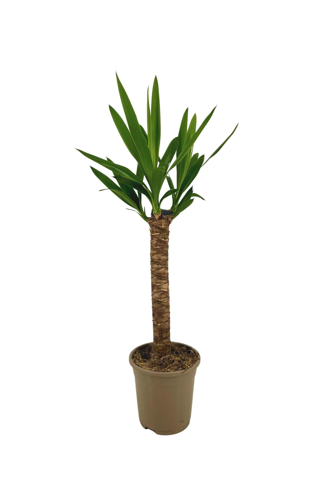 Yuccapalme - Palmlilie - Yucca Elephantipes | 60 - 80cm | Ø17cm