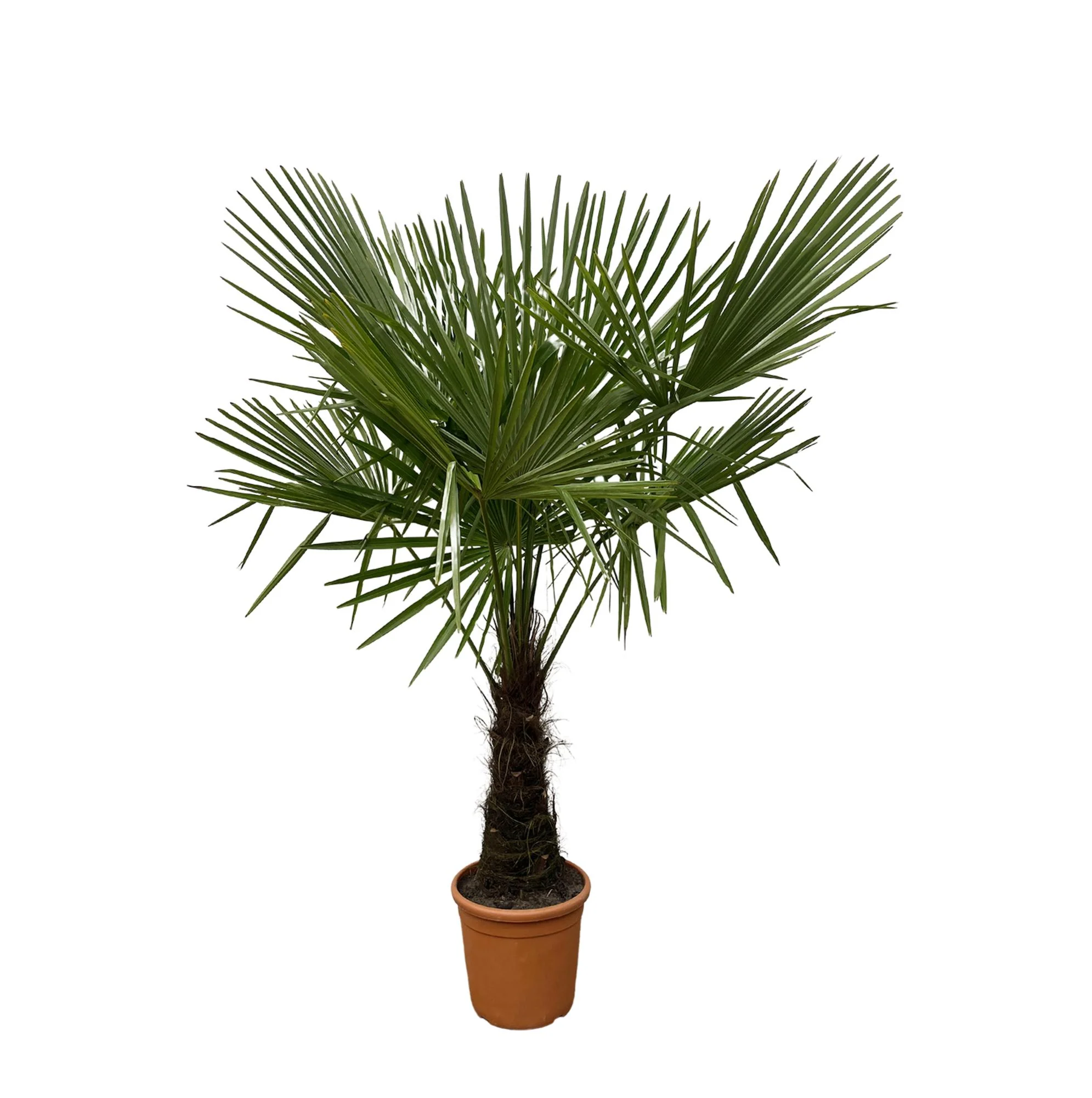 Chinesische Hanfpalme - Trachycarpus | 160-180cm | Ø30 cm