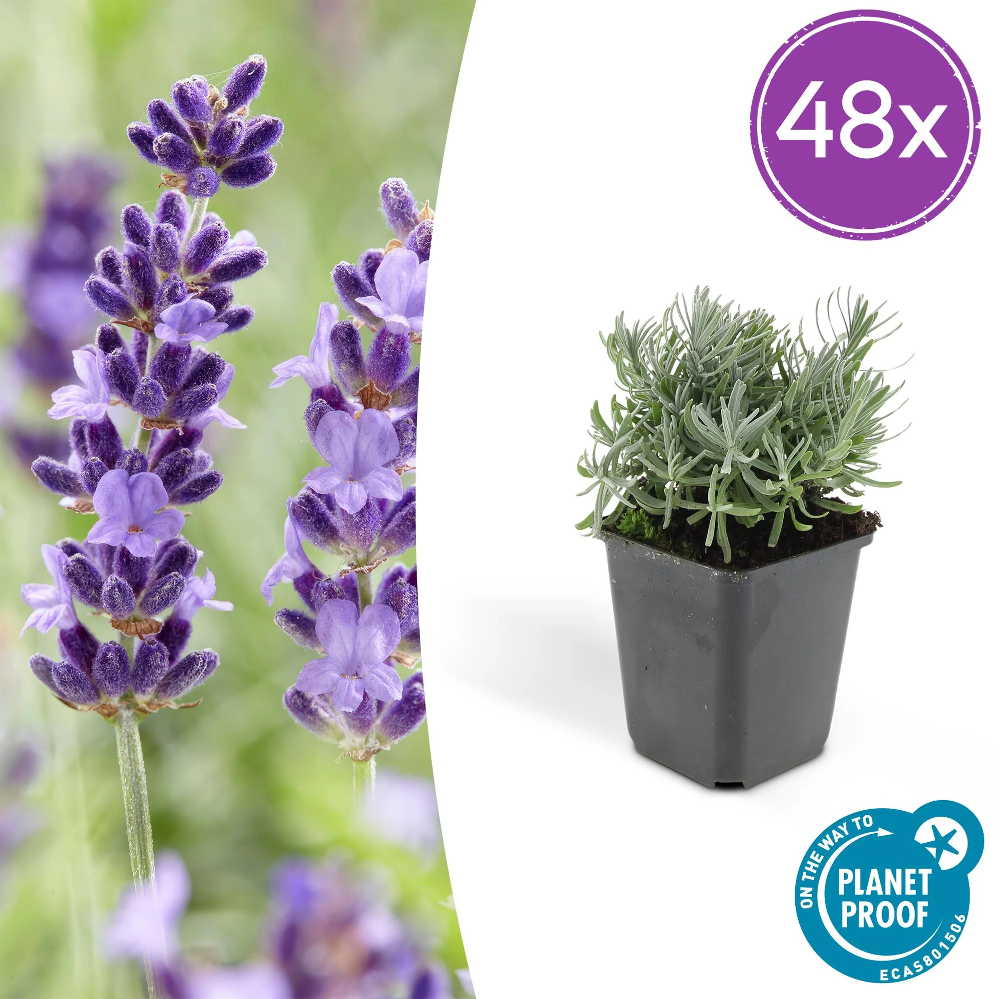 48x Lavendel - Lavandula 'Hidcote' | 10-25cm | Ø9cm