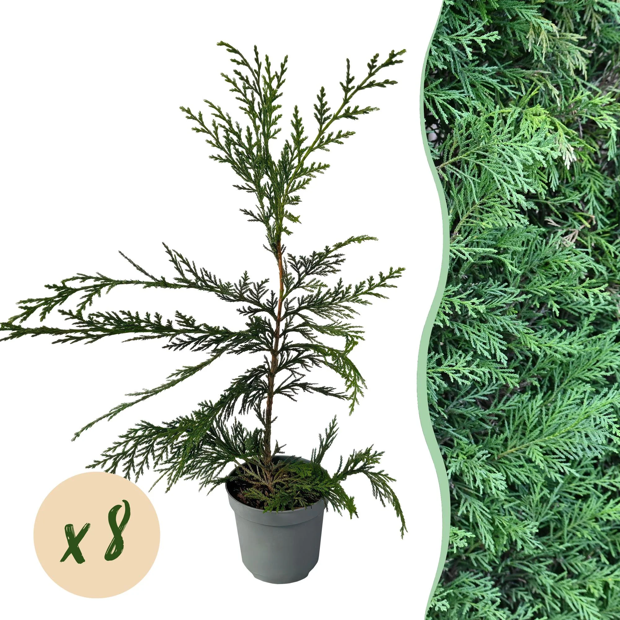 8x Leyland-Zypresse - Cupressocyparis leylandii | 8 Pflanzen - 1 laufender Meter | Topf 9cm - Höhe 35-40cm
