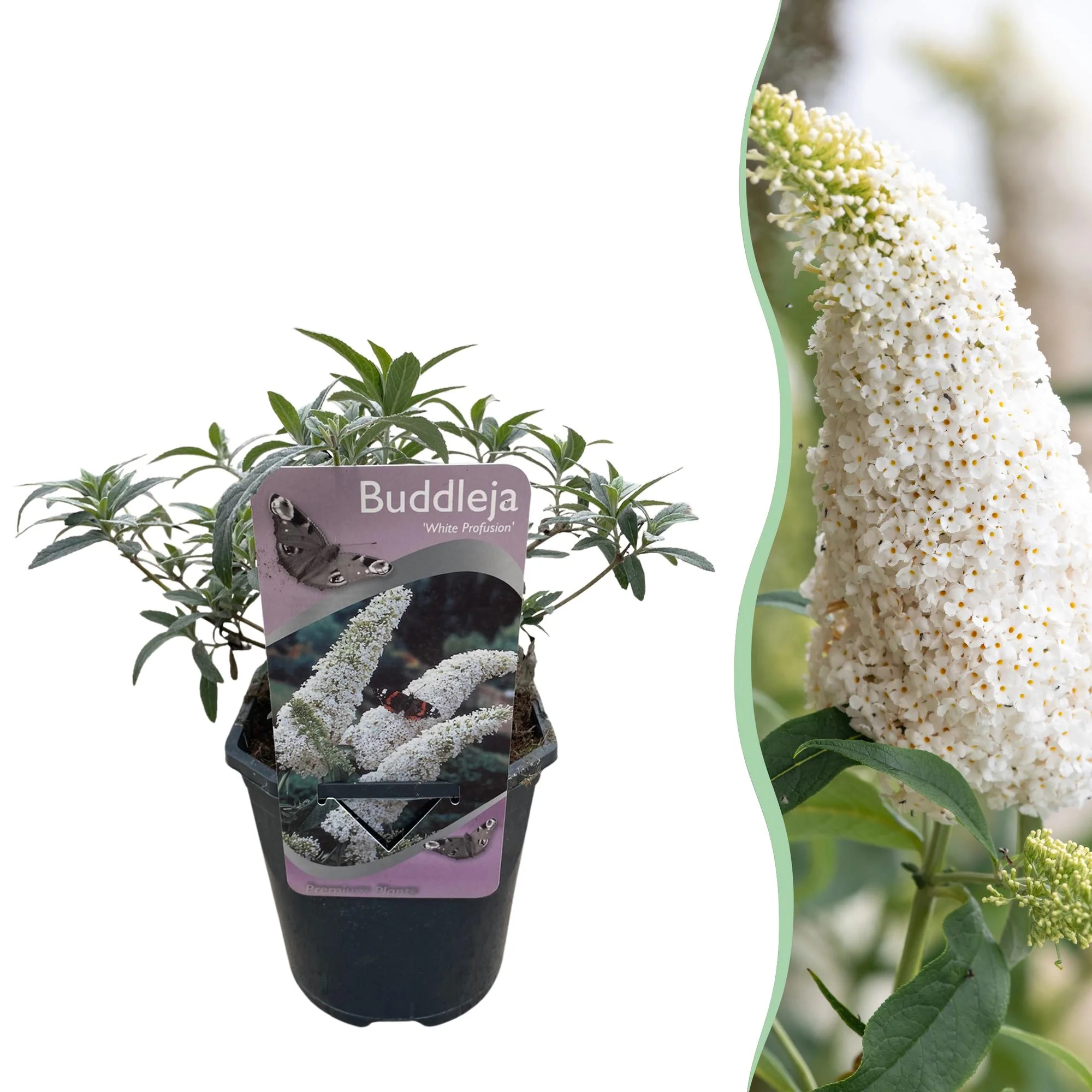 Sommerflider - Schmetterlingsstrauch - Buddleja davidii White Profusion | Topf 17cm Höhe 25cm