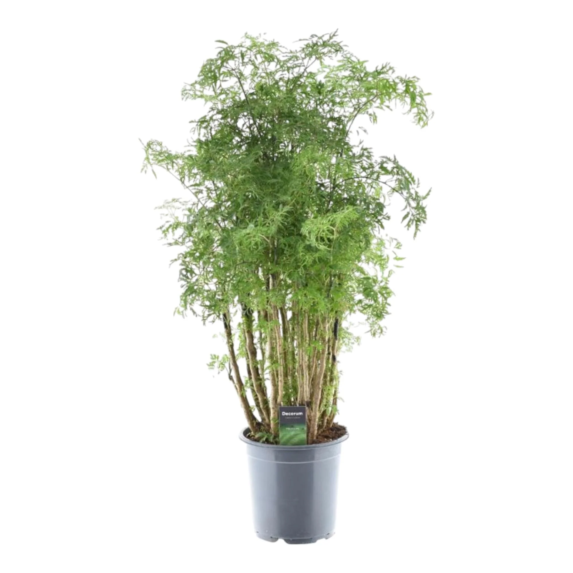 Aralia - Polyscias Hawaiiana Ming | 100 cm | Ø24cm