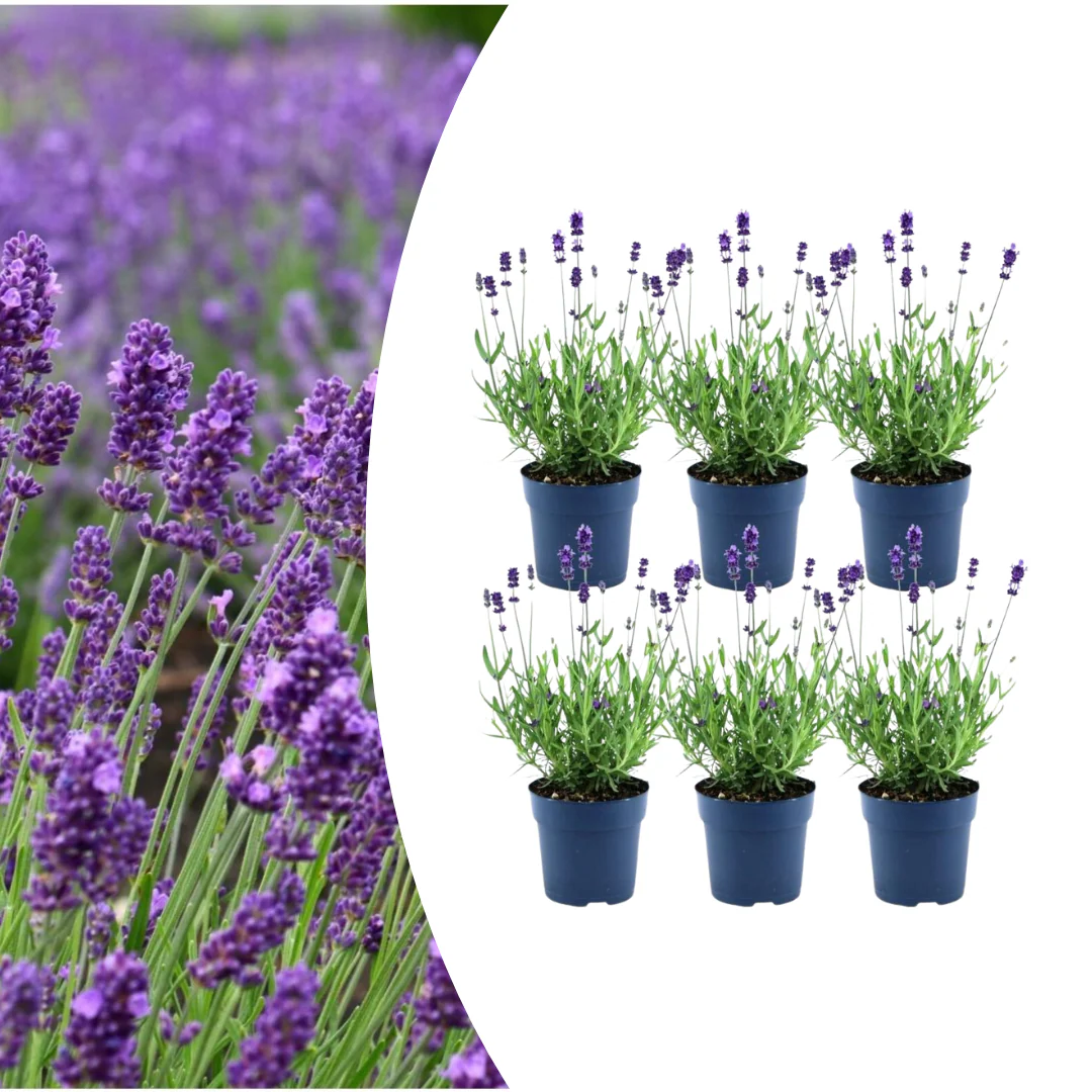 6x Lavendel - Lavandula angustifolia Felice® - 12 cm