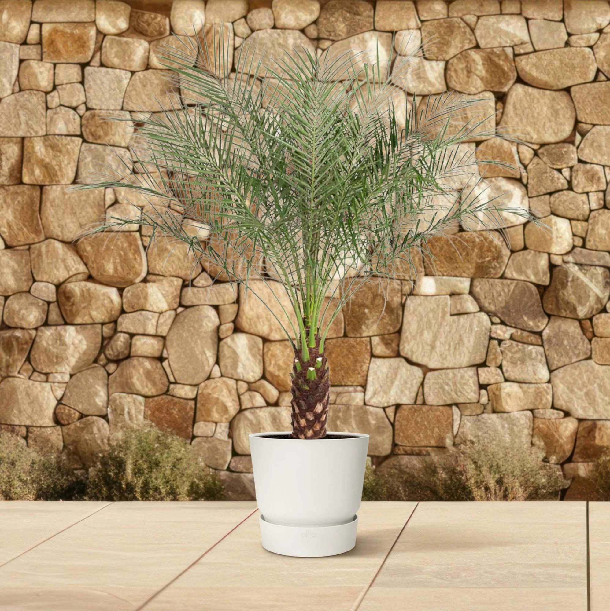 Zwerg-Dattelpalme – Phoenix Roebelenii | 150 cm | Ø27 cm