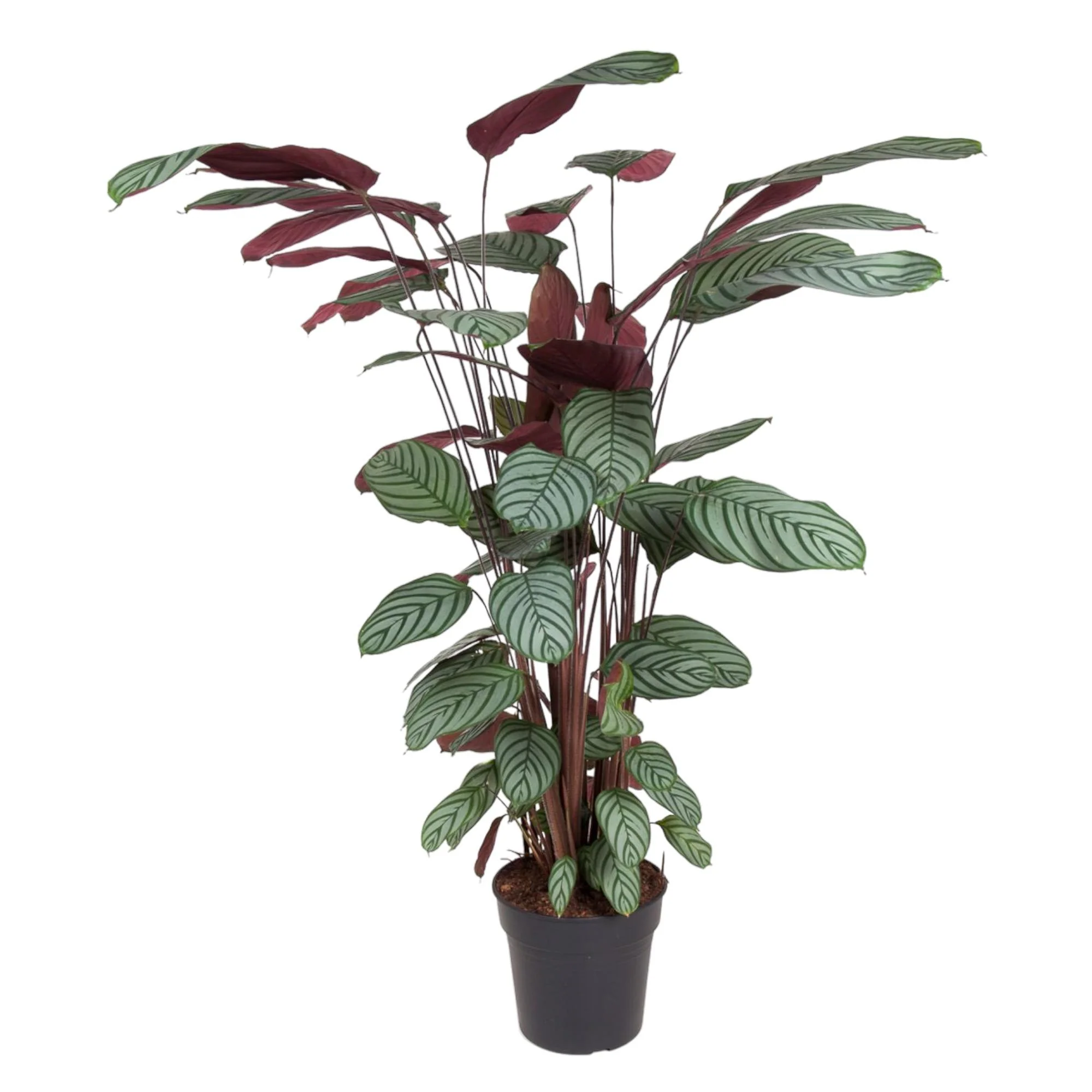 Calathea Oppenheimiana - Korbmarante | 130 cm | Ø27 cm