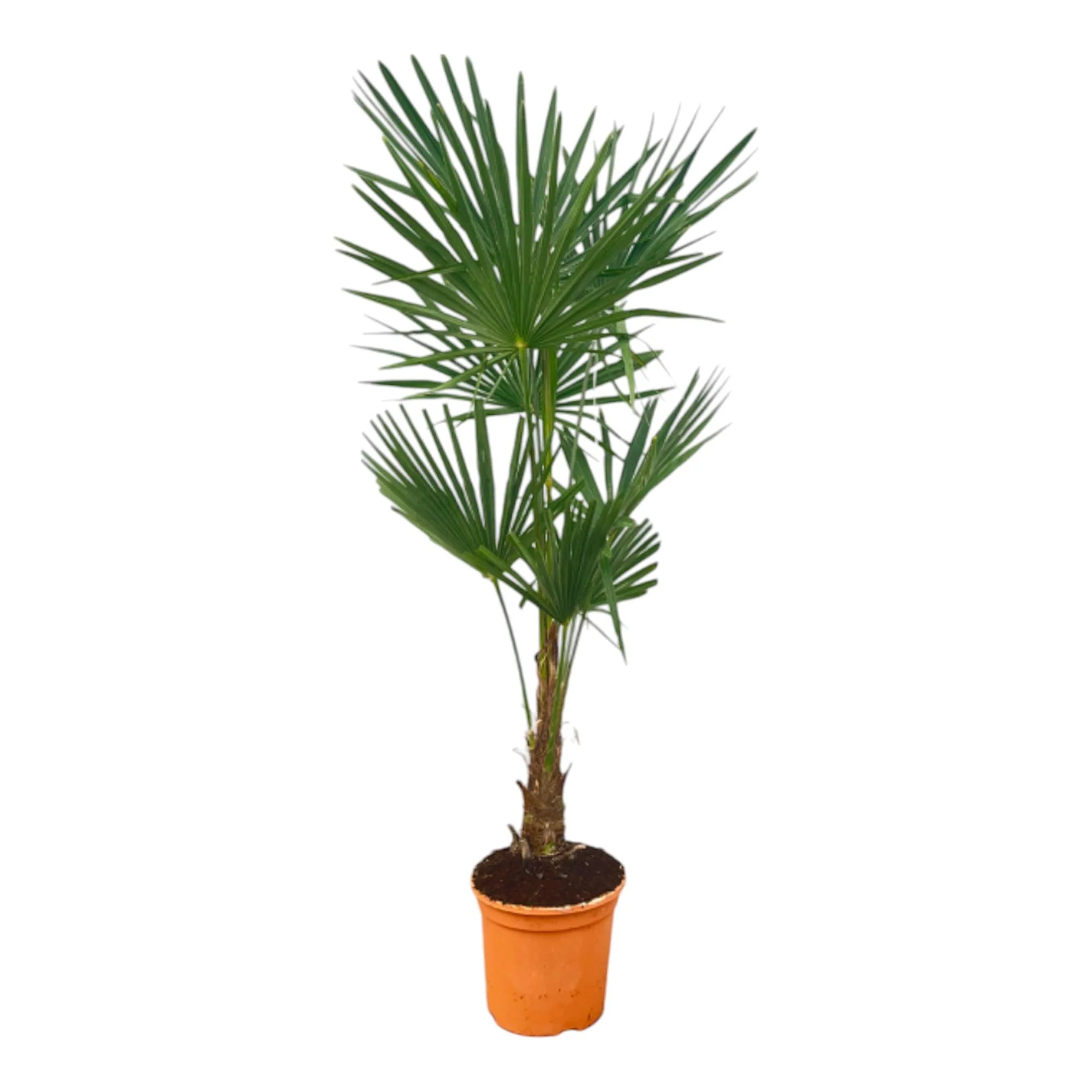 Chinesische Hanfpalme - Trachycarpus Fortuneii | 120-160 cm | Ø27cm