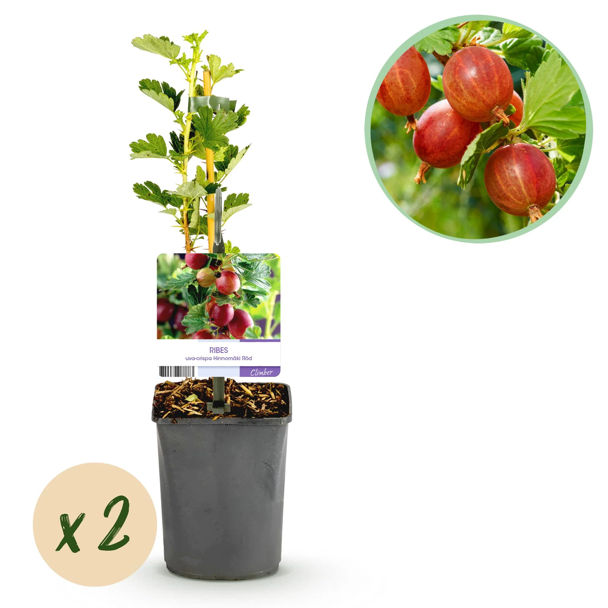 2x Rote Stachelbeere - Ribes uva-crispa Hinnomäki Röd | 2 Pflanzen | Topf 11cm - Höhe 40cm