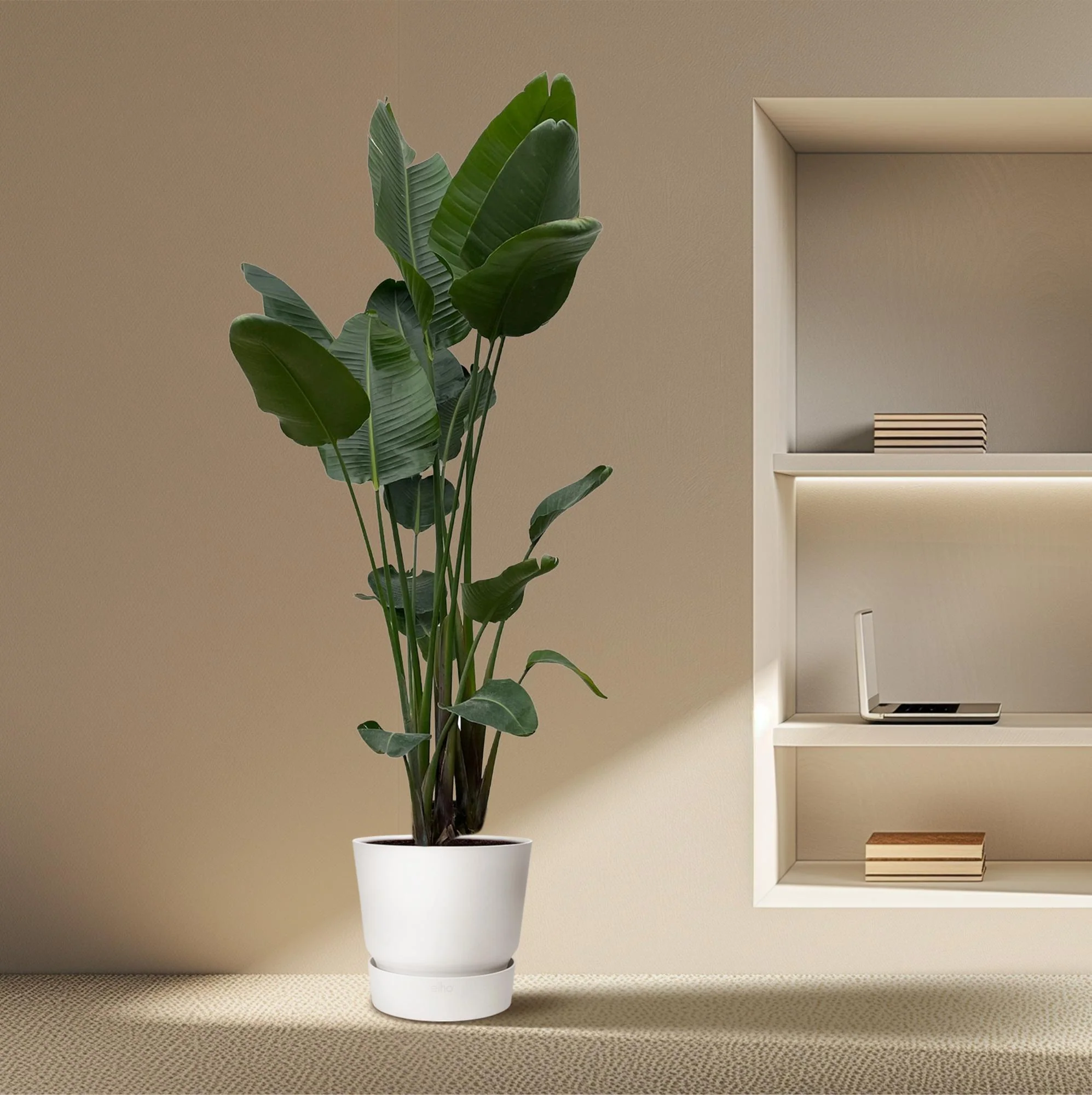 XXL Paradiesvogelblume - Strelitzia Nicolai | 250 cm | Ø50 cm