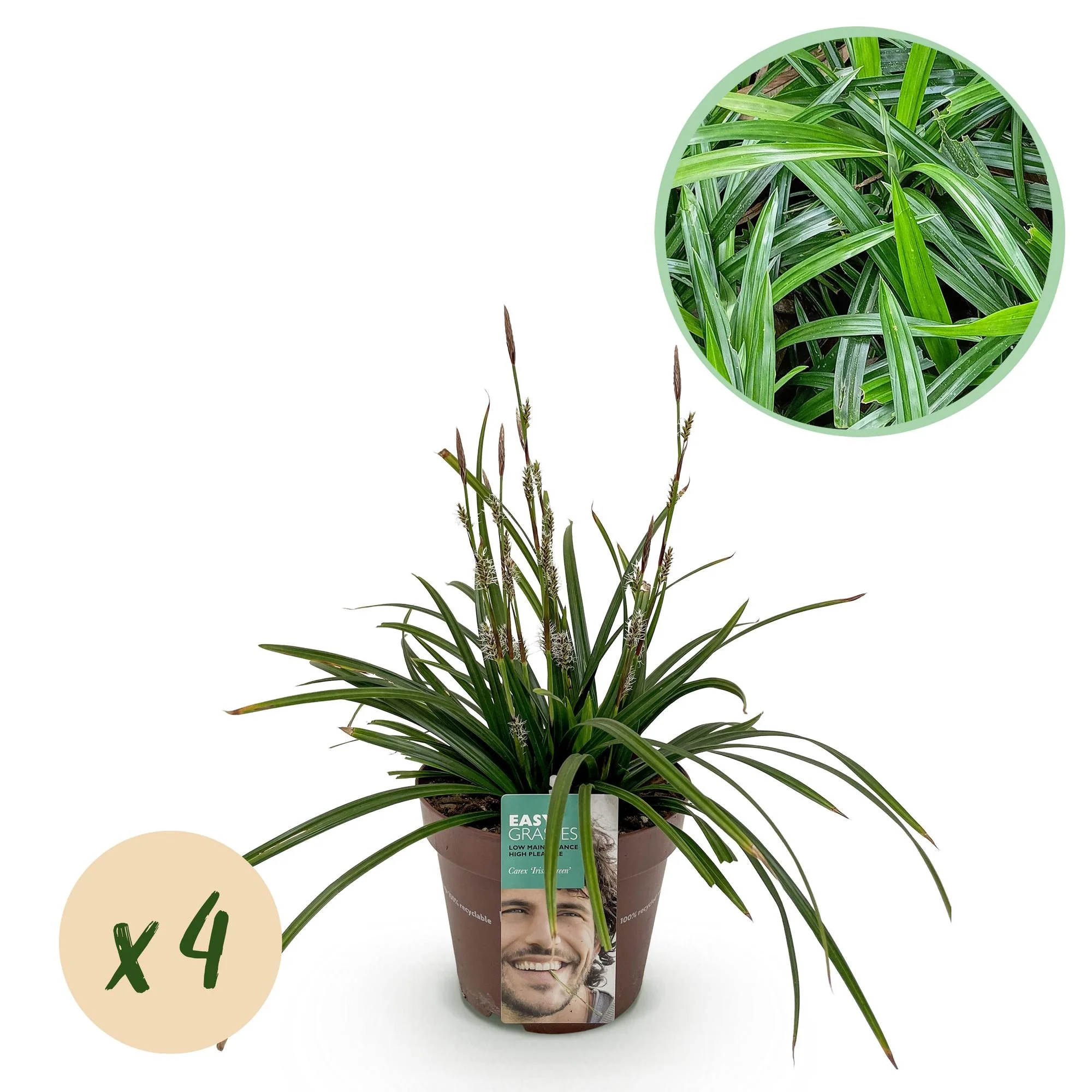 4x Japan-Segge - Carex morrowii Irish Green | 50 cm | Ø17 cm