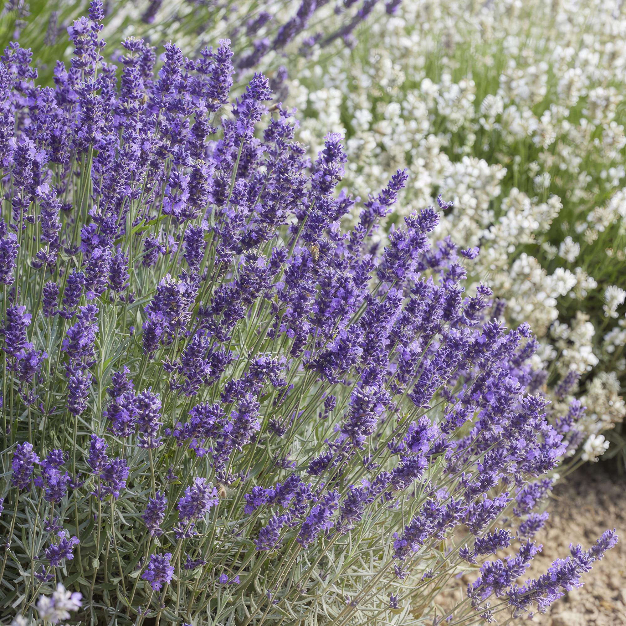24x Lavendel - Lavandula 'Hidcote' | 10-25cm | Ø9cm