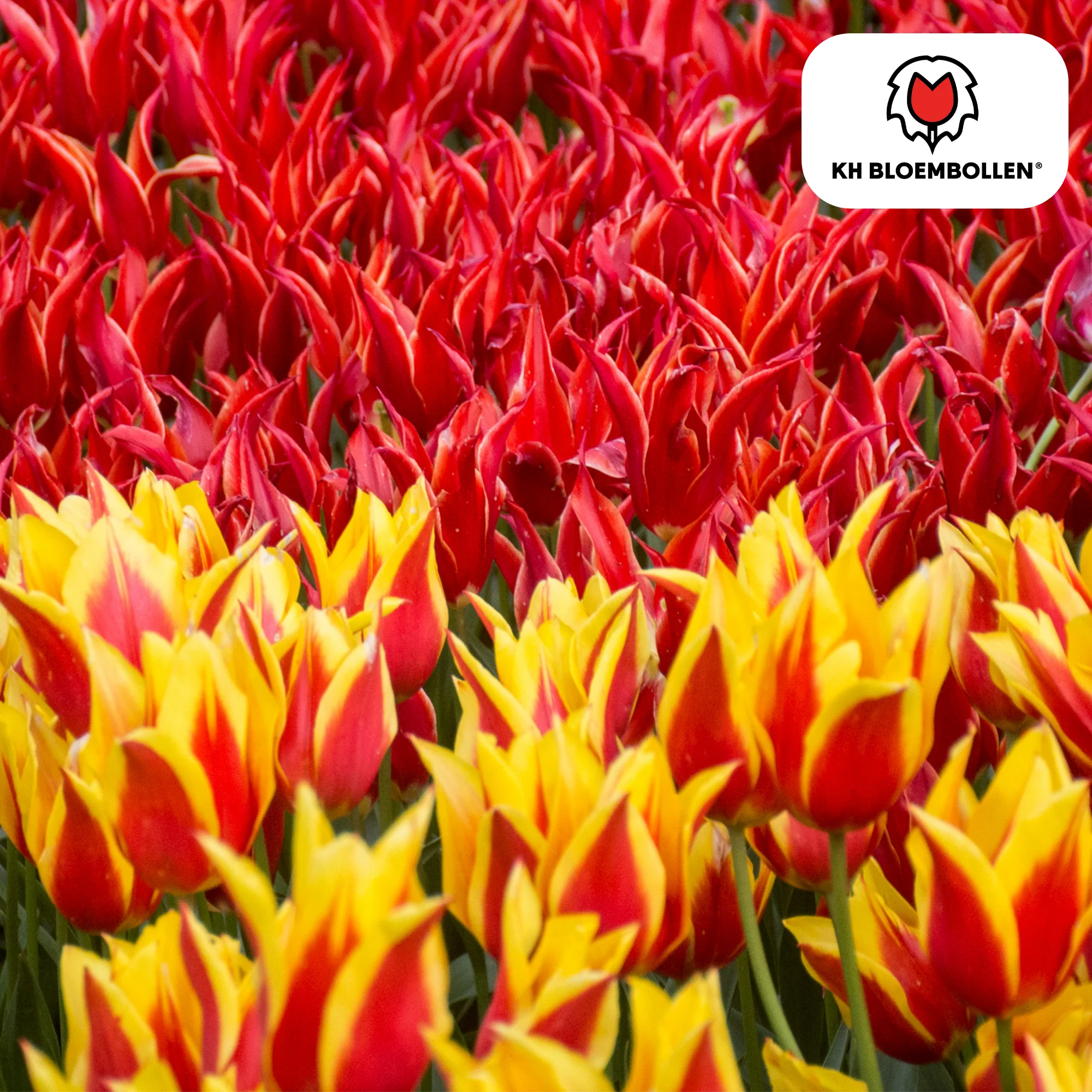 Tulpenzwiebeln Fire Wings – 20 Stück |Größe 11/12