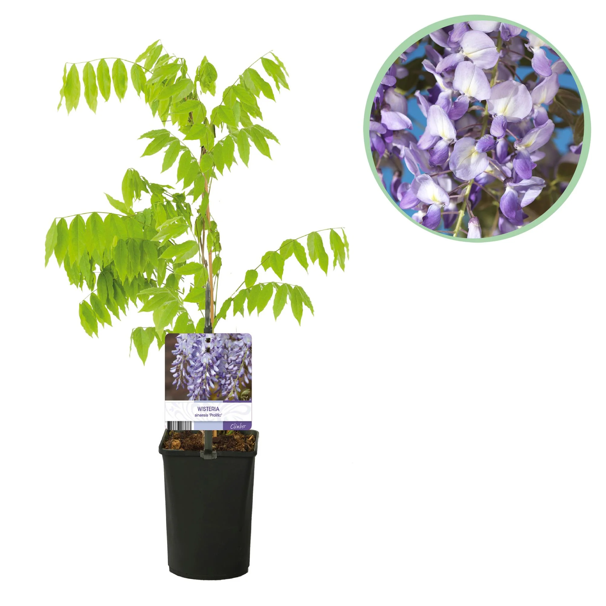 Japanische Blauregen - Wisteria floribunda Prolific | Topf 11cm Höhe 40cm