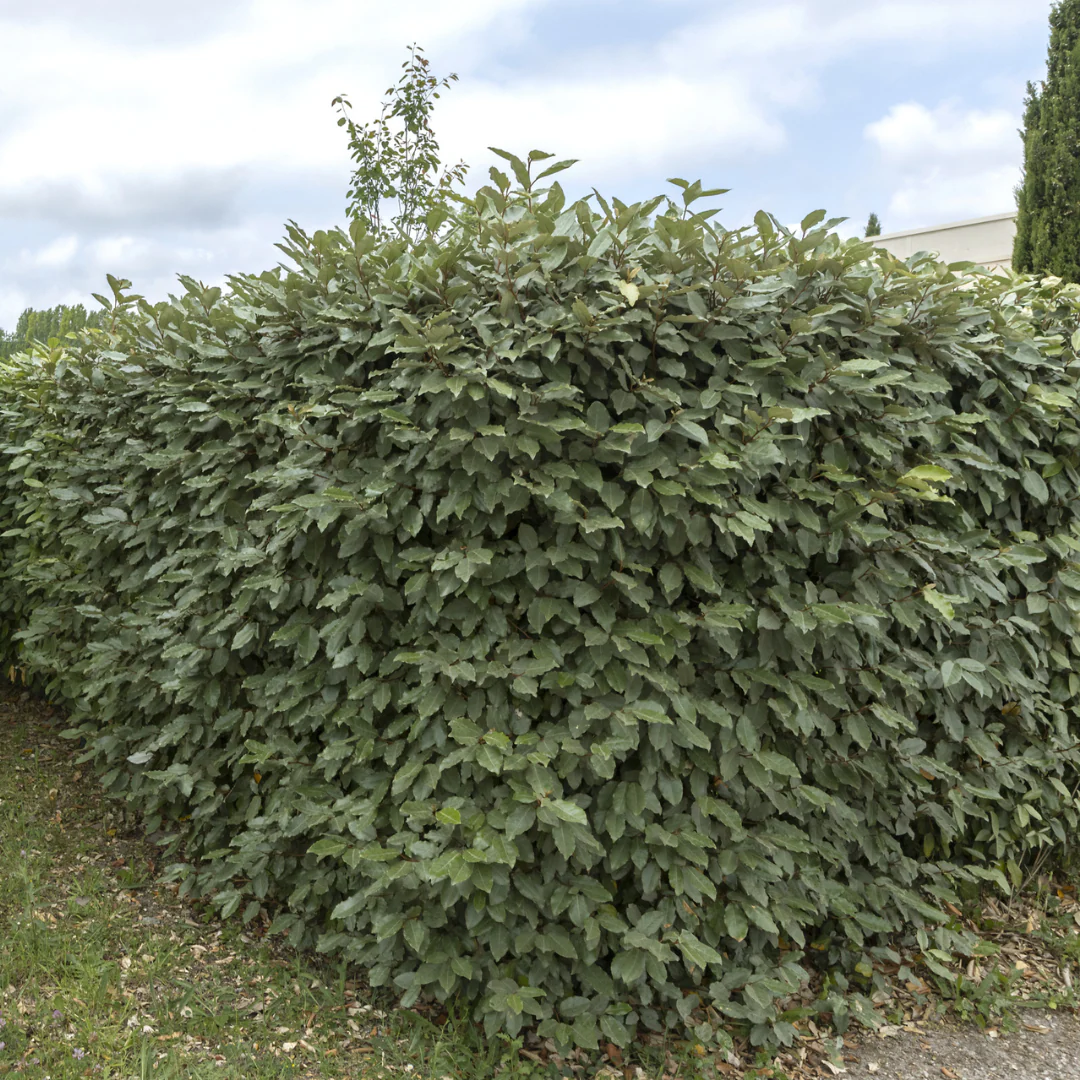 25x Große Ölweide – für 10 Meter Hecke | Elaeagnus ebbingei | 100–125 cm hoch | 12 L Topf