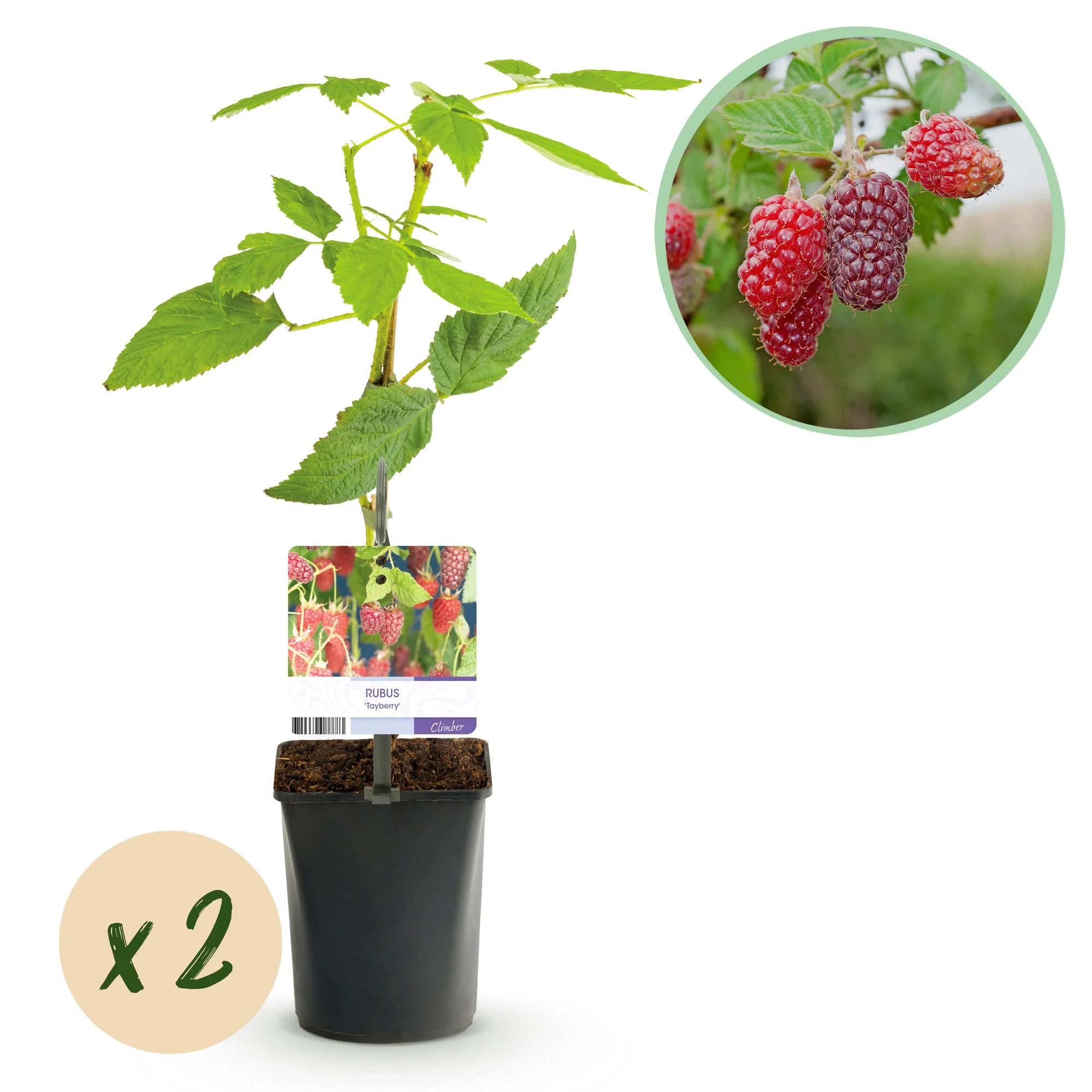2x Himbeere Taybeere - Rubus Tayberry | 2 Pflanzen | Topf 11cm - Höhe 40cm