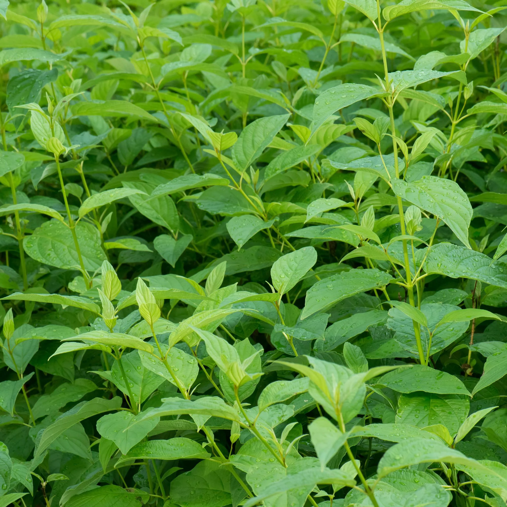 Gelbholz-Hartriegel - Cornus alba Flaviramea | Topf 17cm Höhe 45cm