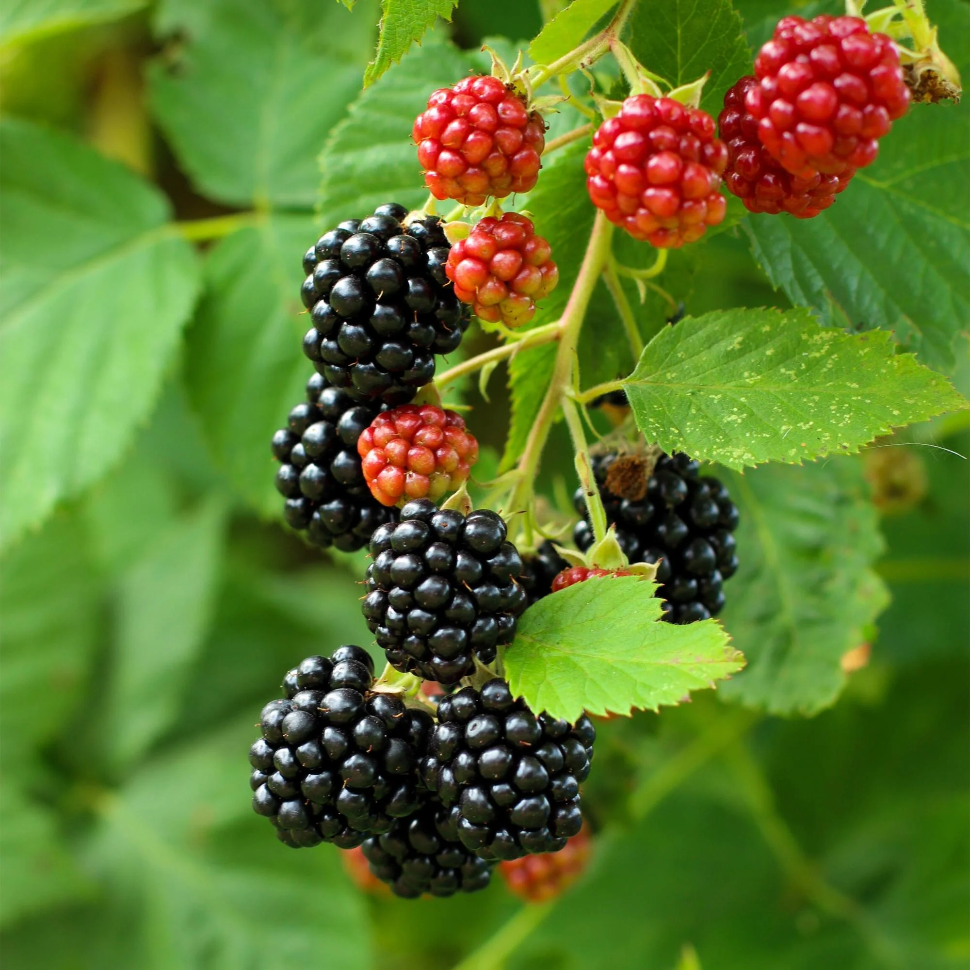 2x Schwarze Brombeere - Rubus Black Satin | 2 Pflanzen | Topf 11cm - Höhe 40cm