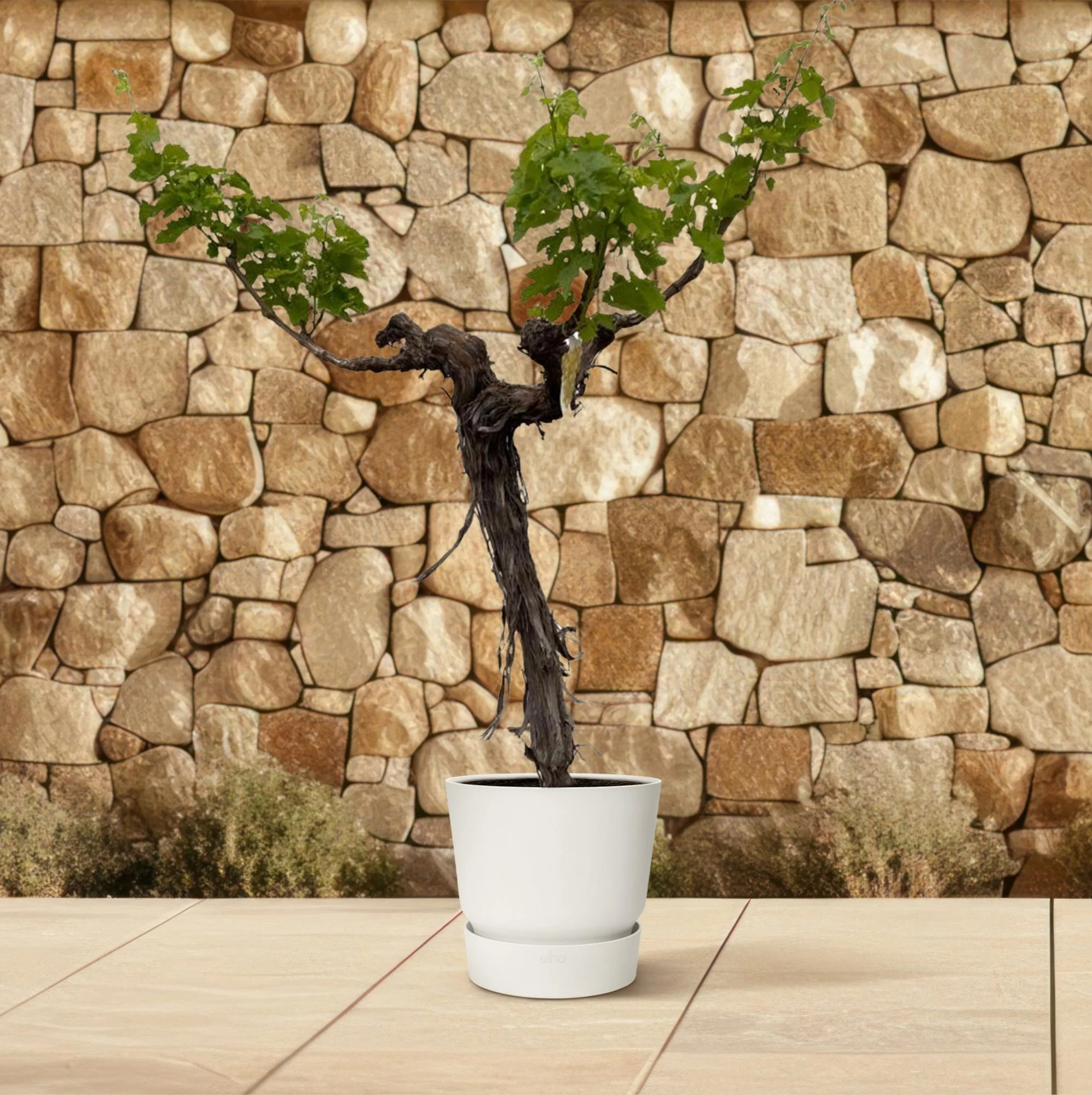 Weinrebe auf Stamm - Vitis Vinifera | 220cm | Ø55