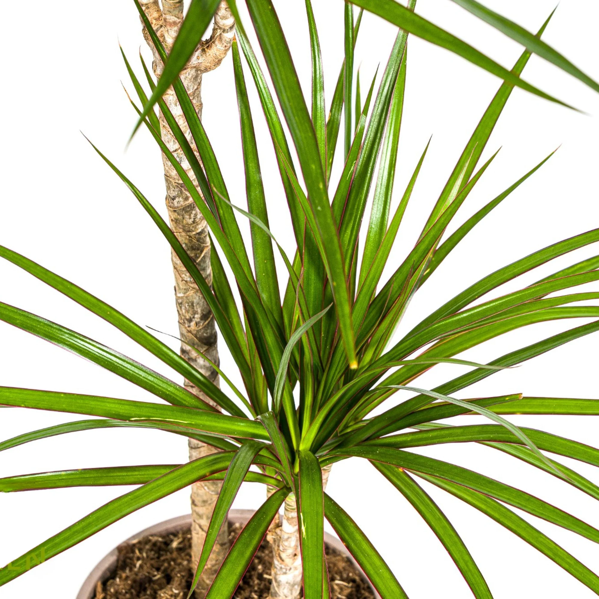 Drachenbaum - Dracaena Marginata Green | 70 - 90cm | Ø19cm