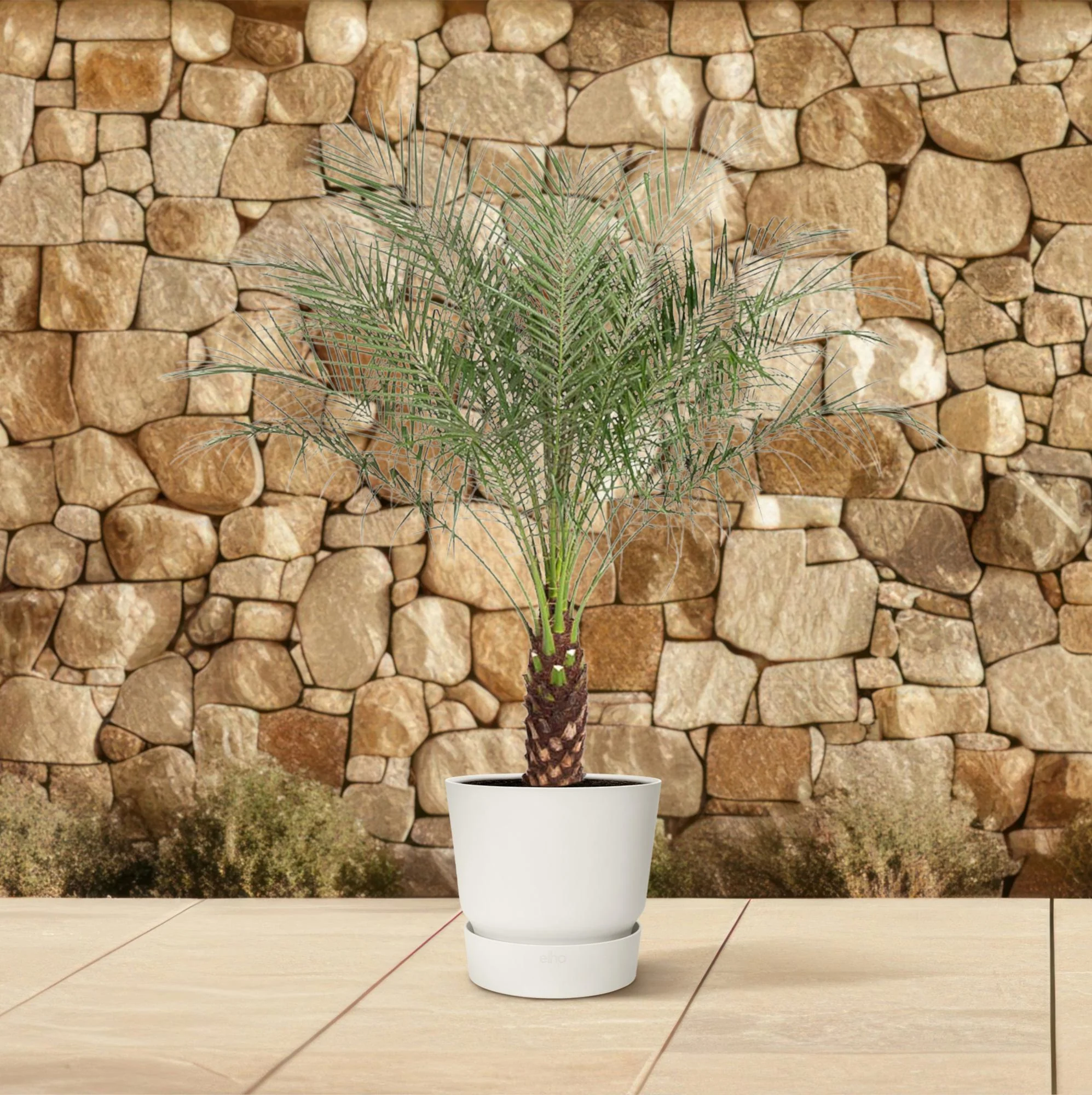 Zwergdattelpalme - Phoenix Roebelenii | 170 cm | Ø32 cm