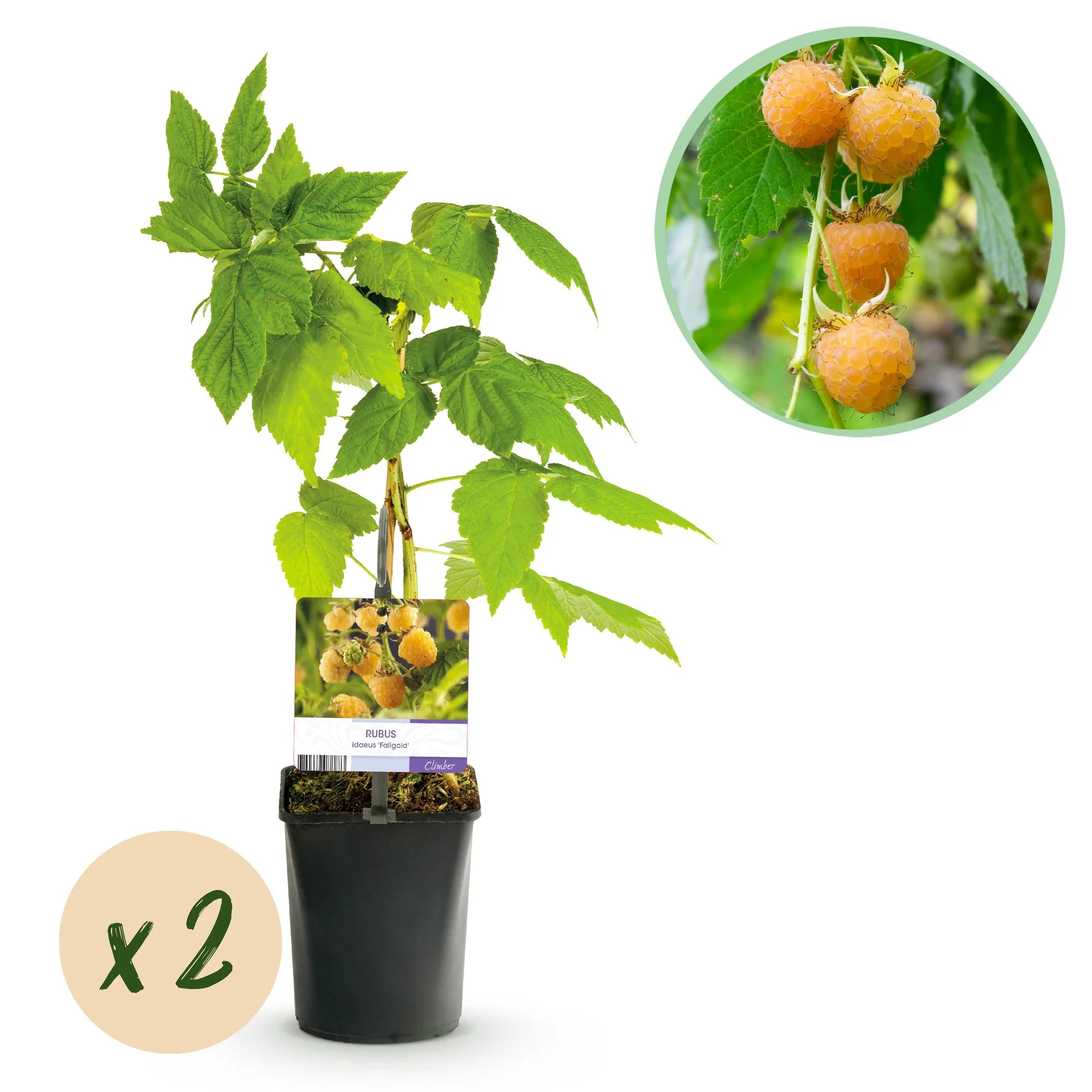 2x Gelbe Himbeere - Rubus idaeus Fallgold | 2 Pflanzen | Topf 11cm - Höhe 40cm