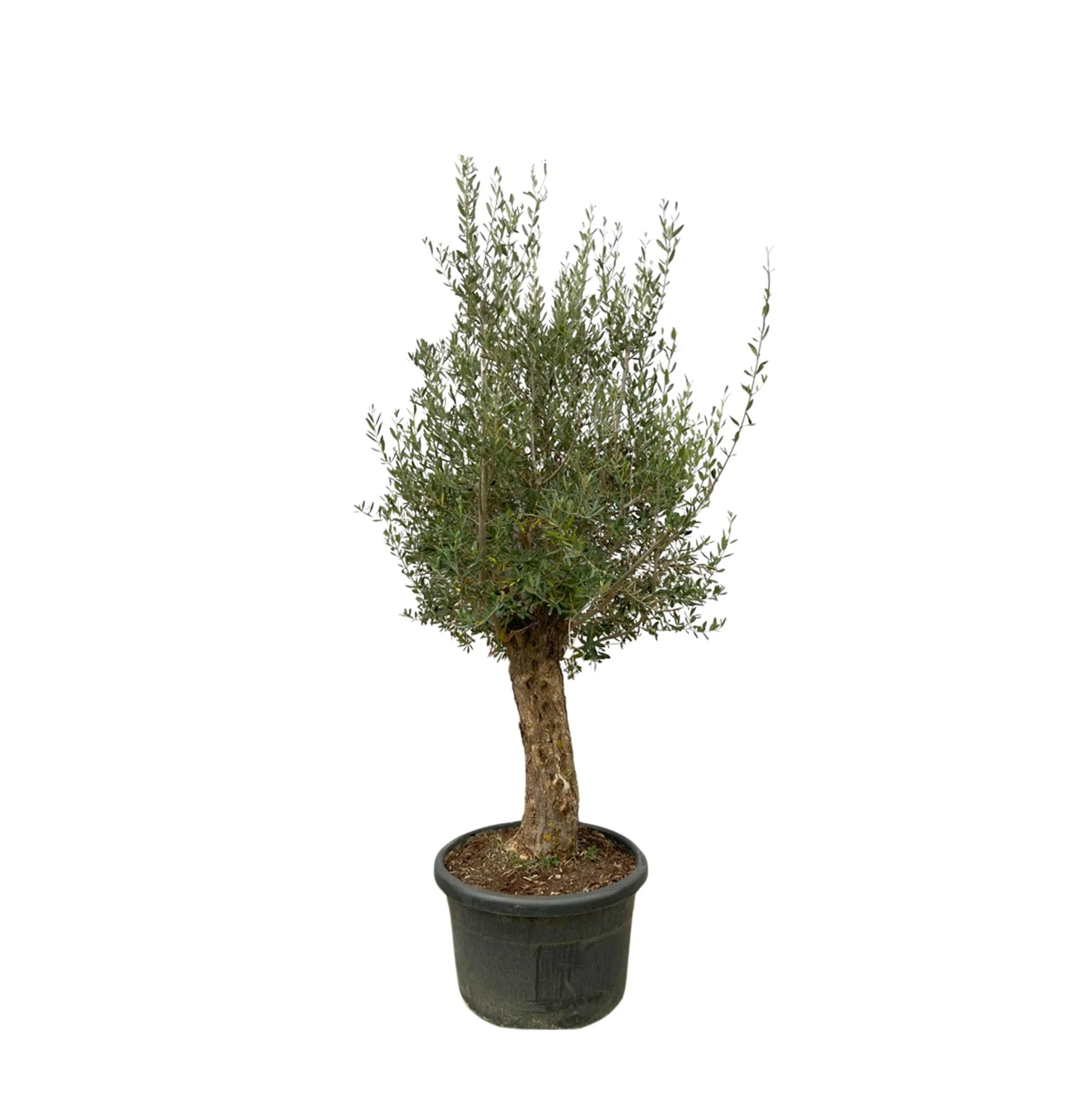 Olivenbaum-Bonsai - Olea Europaea Bonsai | 250cm | Ø65 cm