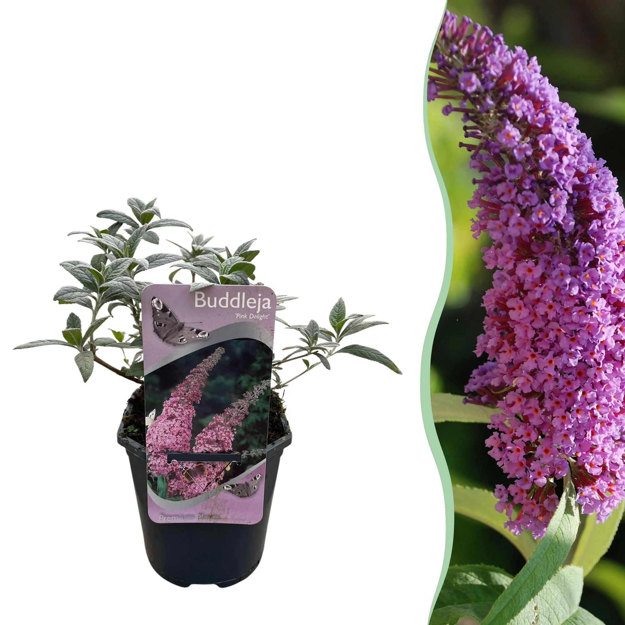 Sommerflider - Schmetterlingsstrauch - Buddleja davidii Pink Delight | Topf 17cm Höhe 25cm