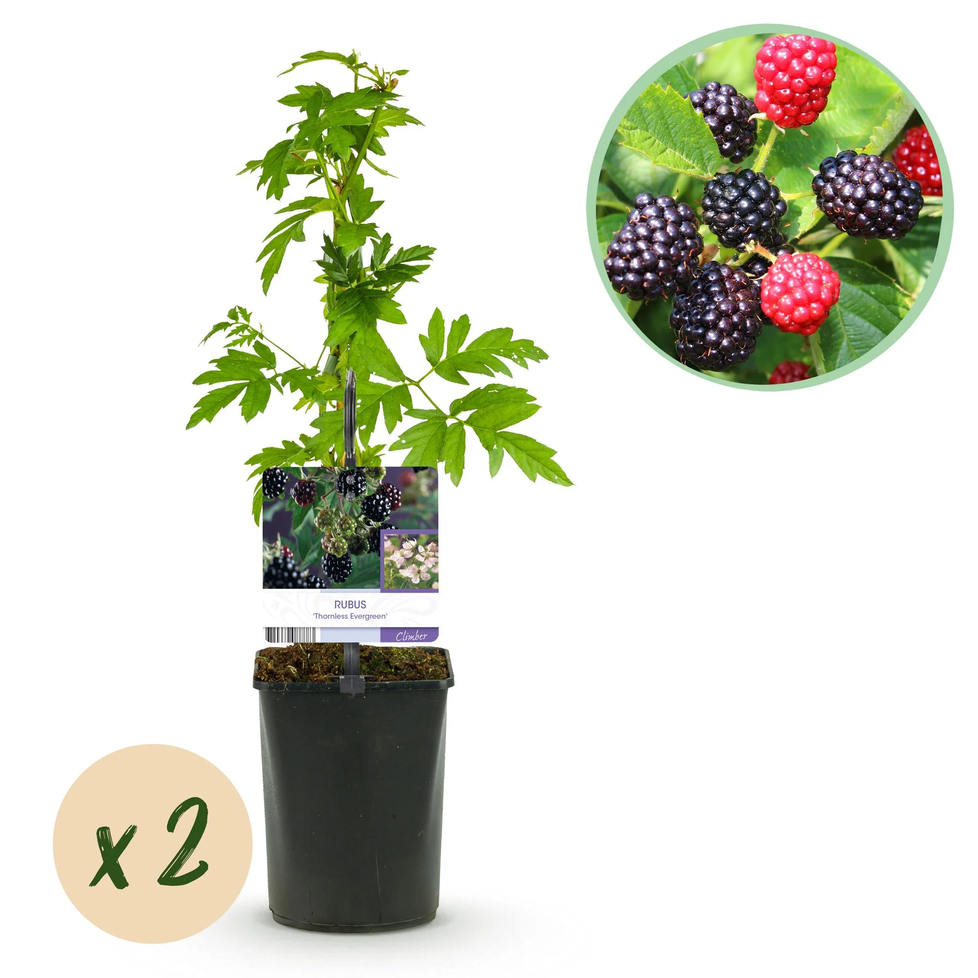 2x Schwarze Brombeere - Rubus Thornfree Evergreen | 2 Pflanzen | Topf 11cm Höhe 40cm