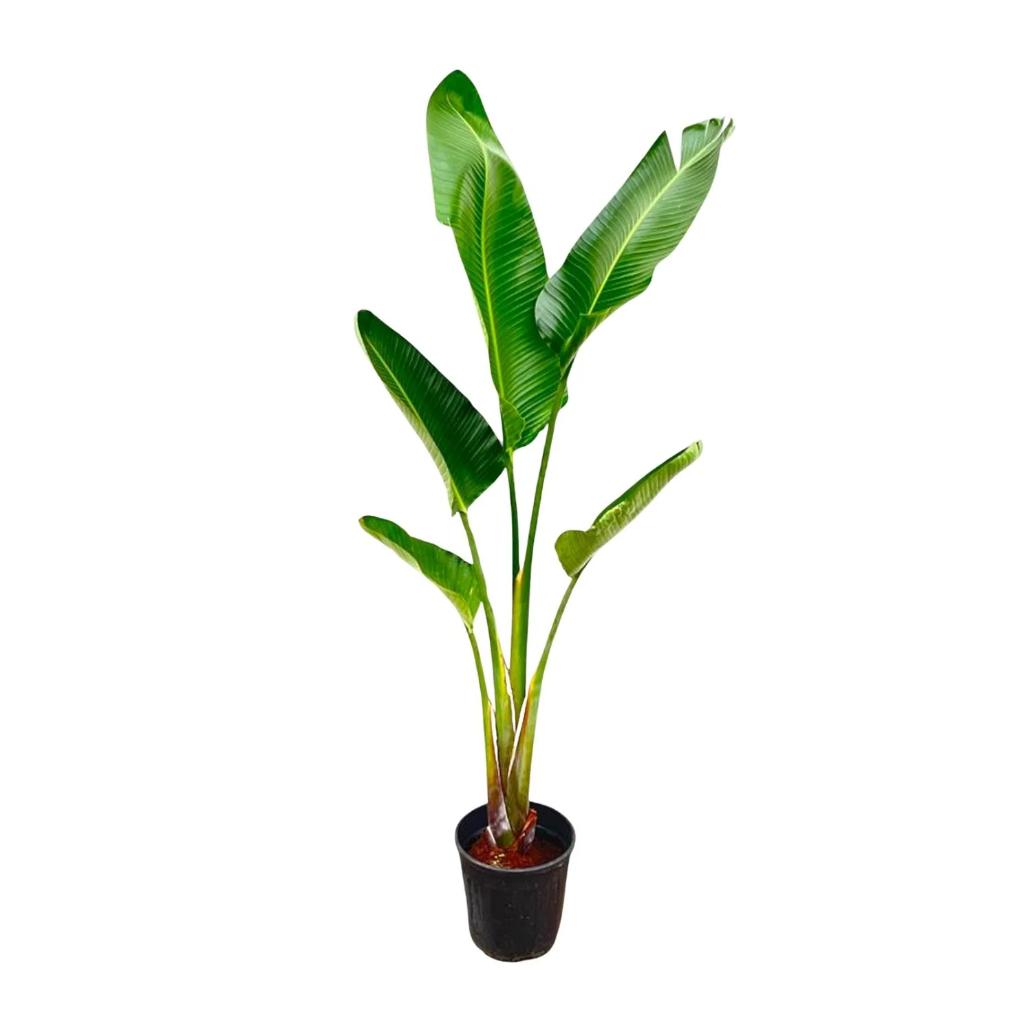 Baum-Strelitzie – Strelitzia Augusta | 220 cm | Ø30 cm