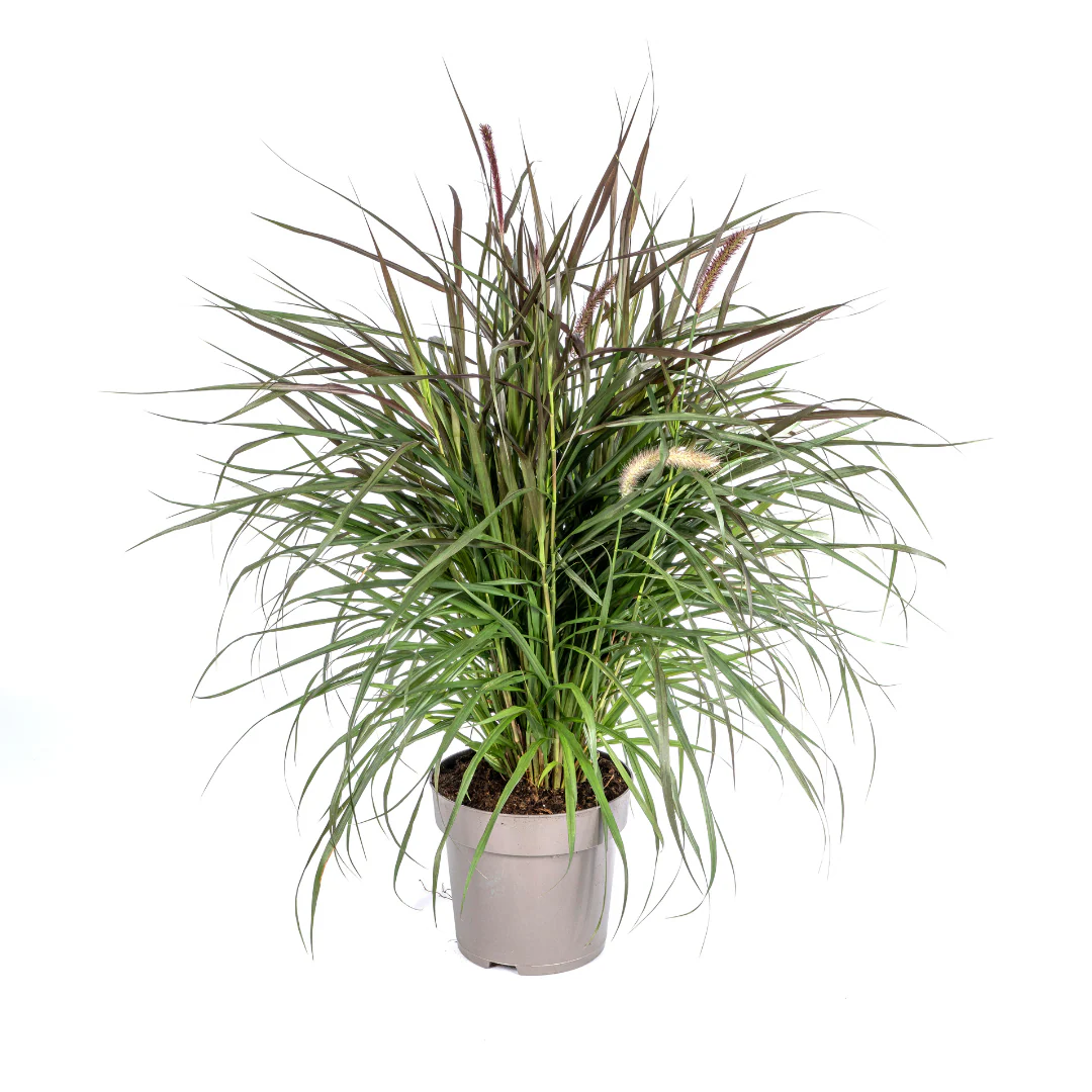 Lampenputzergras 'Chelsea' – Pennisetum x advena | 70–80 cm | Ø27 cm