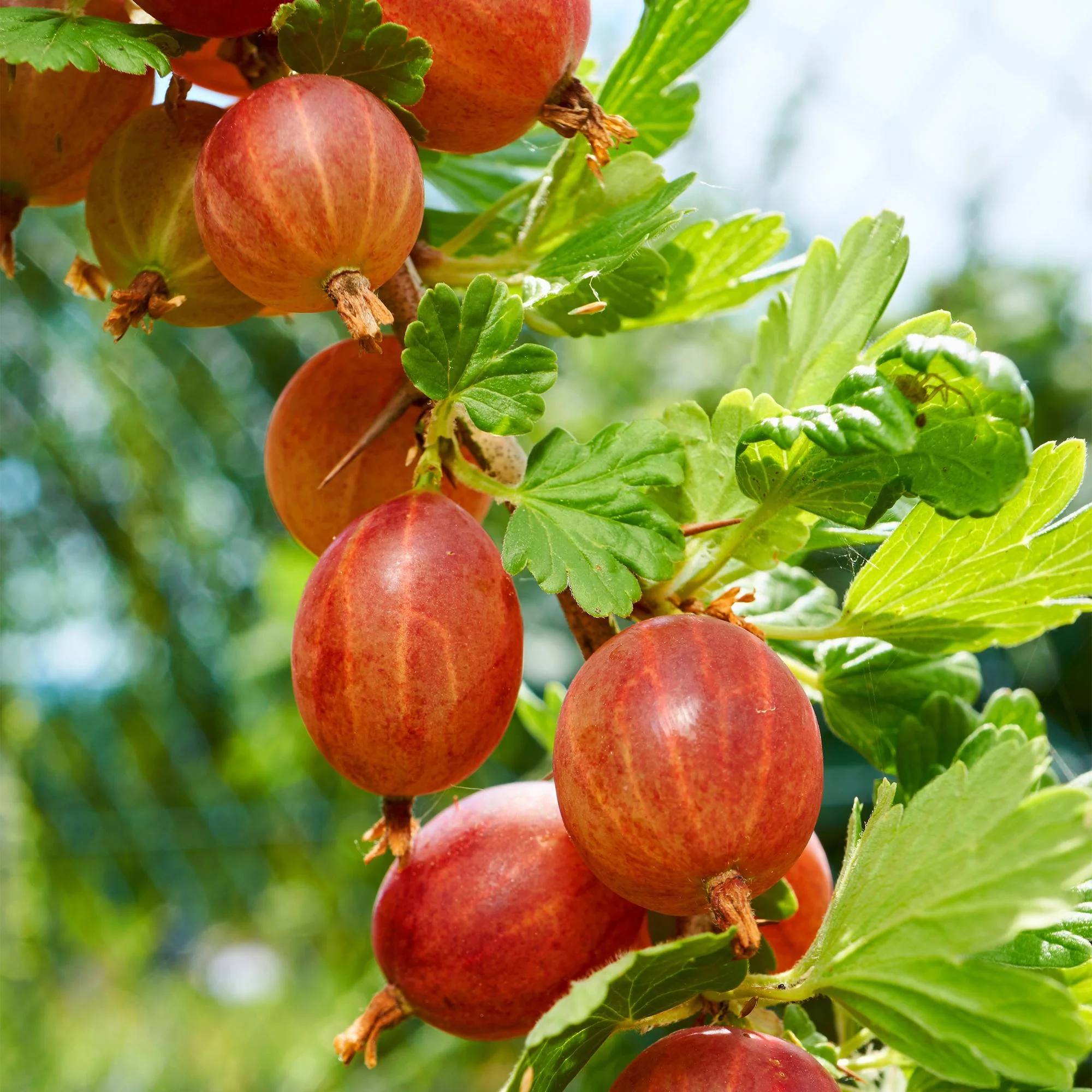 2x Rote Stachelbeere - Ribes uva-crispa Hinnomäki Röd | 2 Pflanzen | Topf 11cm - Höhe 40cm