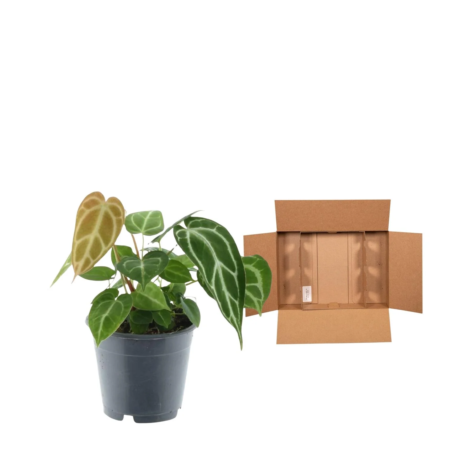 Kristall-Anthurie - Anthurium Chrystallium | 35 cm | 12cm