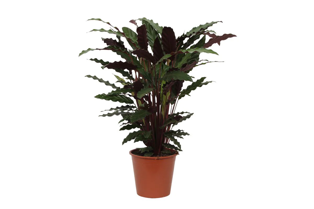 Korbmarante - Calathea Wavestar | 80 cm | Ø19cm