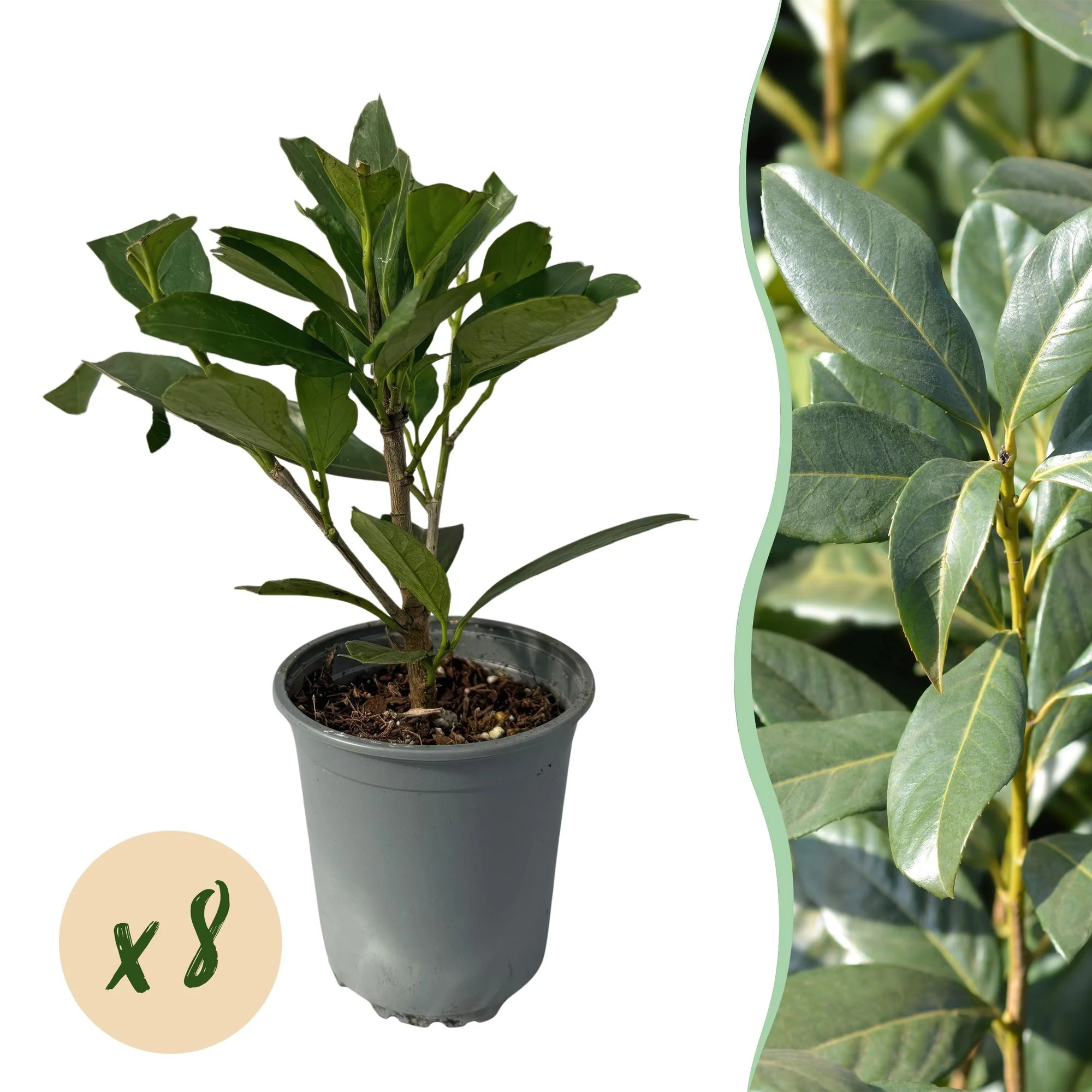 8x Kaukasischer Kirschlorbeer - Prunus laurocerasus Caucasica | 8 Pflanzen - 1 laufenden Meter | Topf 9cm Höhe - 30-35cm