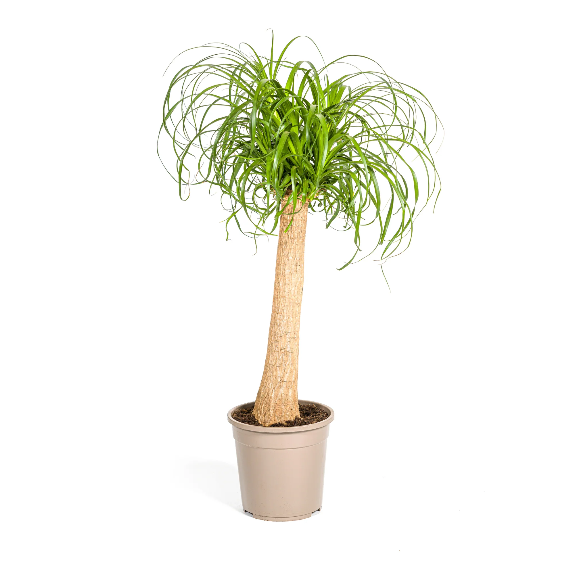 Elefantenfuß – Beaucarnea Recurvata | 80–100 cm | Ø24 cm
