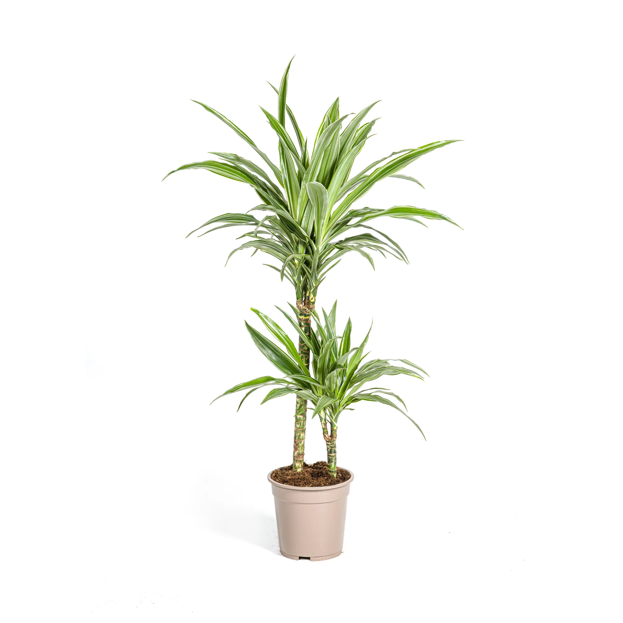 Drachenbaum - Dracaena Deremensis White Stripe | 70 - 90cm | Ø19cm