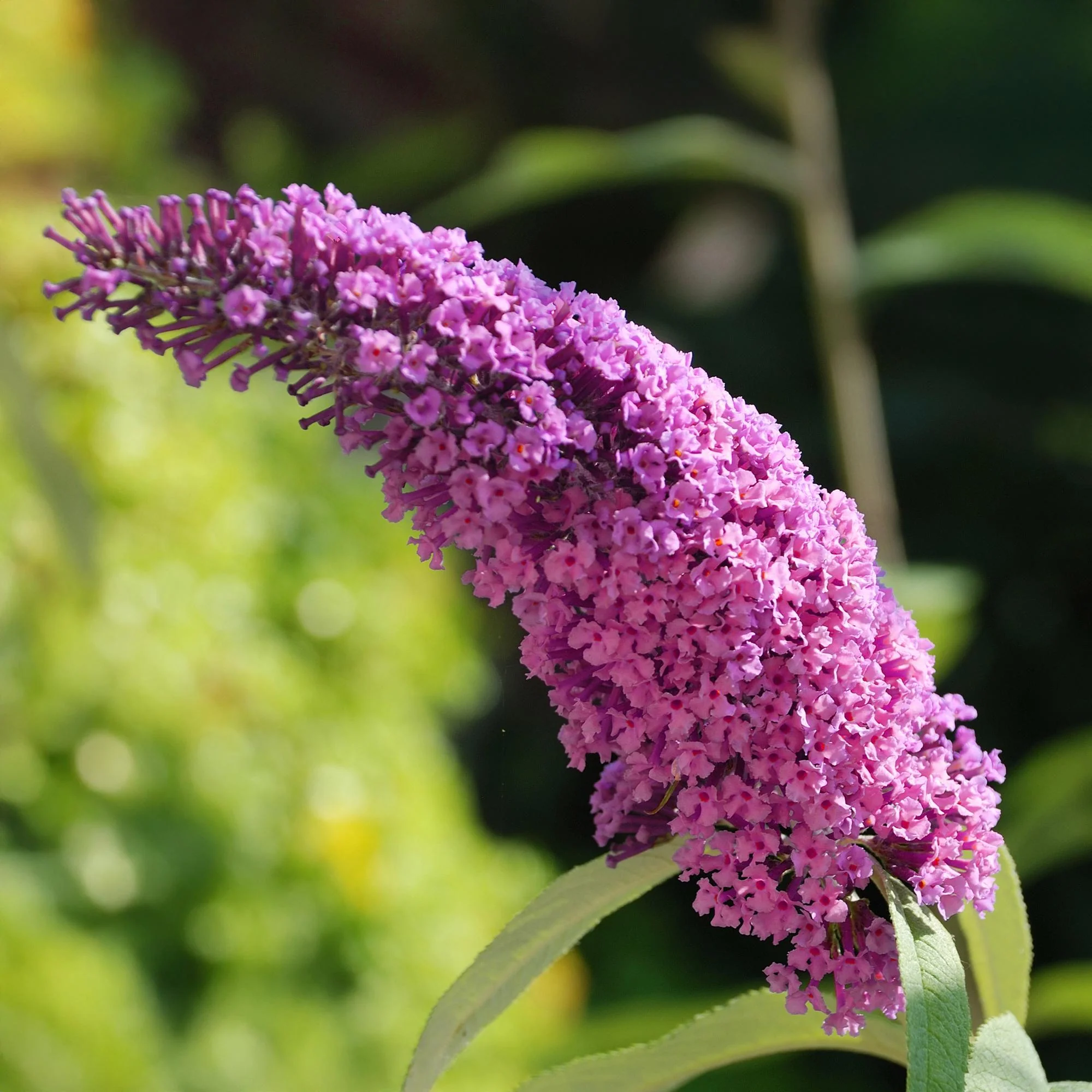 Sommerflider - Schmetterlingsstrauch - Buddleja davidii Pink Delight | Topf 17cm Höhe 25cm