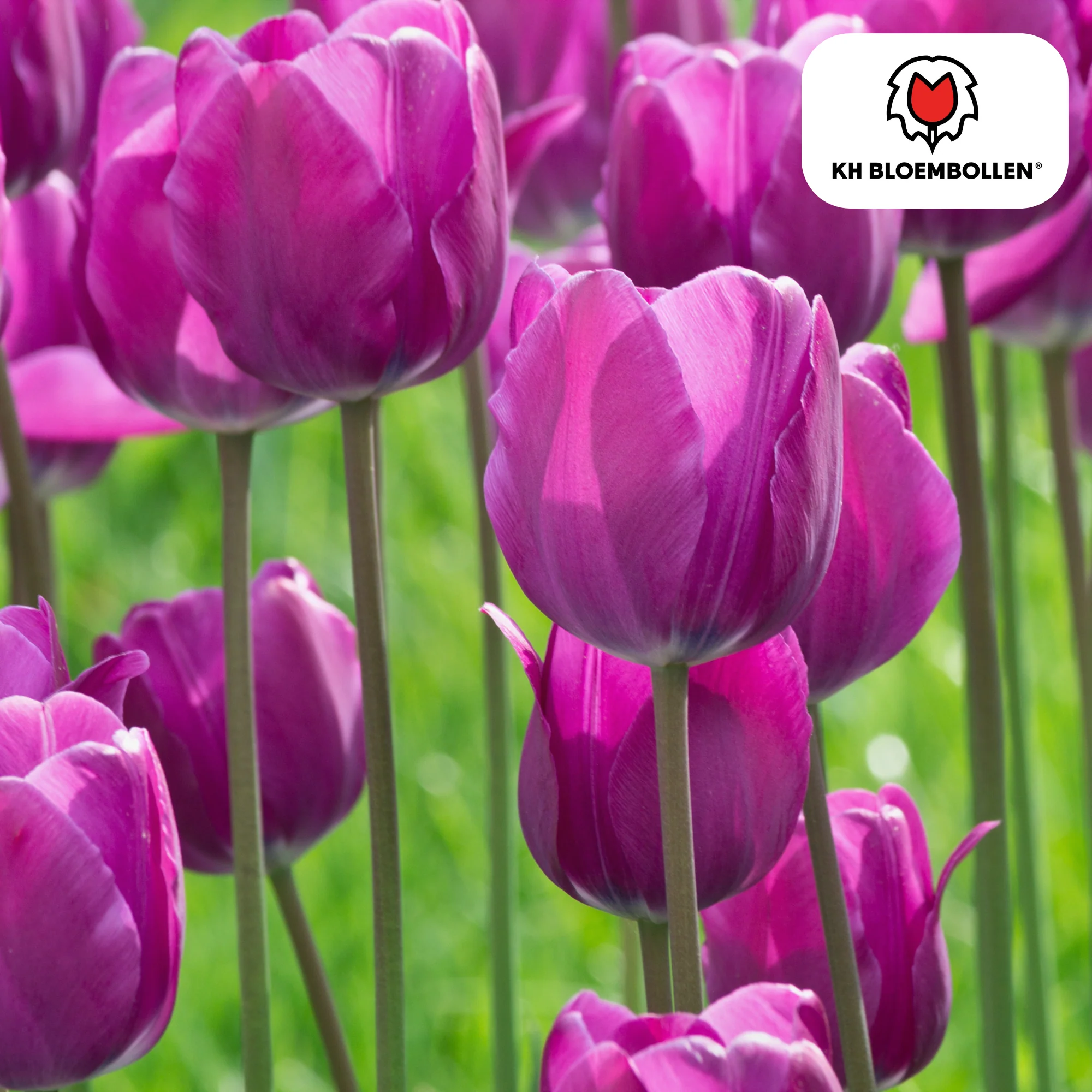 Tulpenzwiebeln – Purple Prince | 20 Stück | Zwiebelgröße 11/12