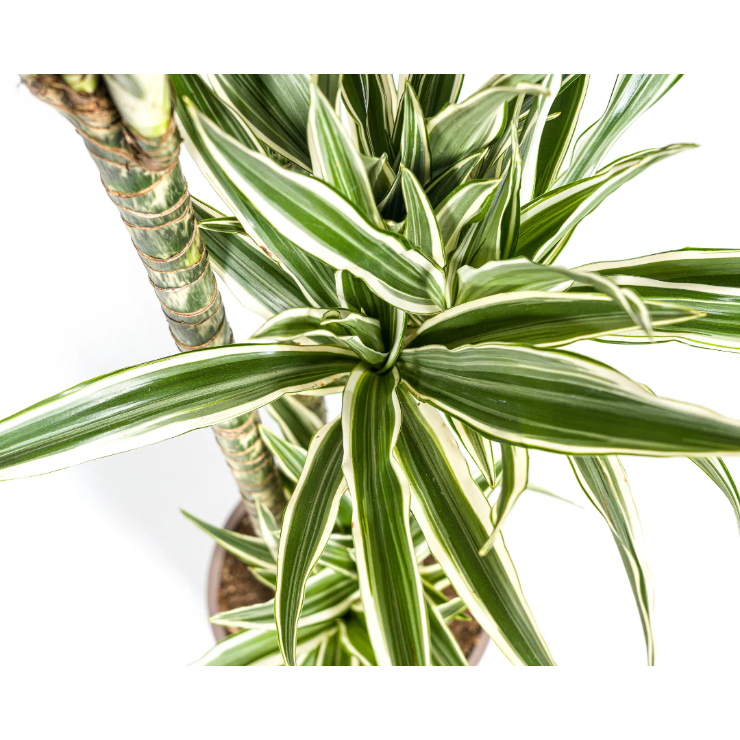 Drachenbaum - Dracaena Deremensis White Stripe | 170 - 190cm |  Ø27cm