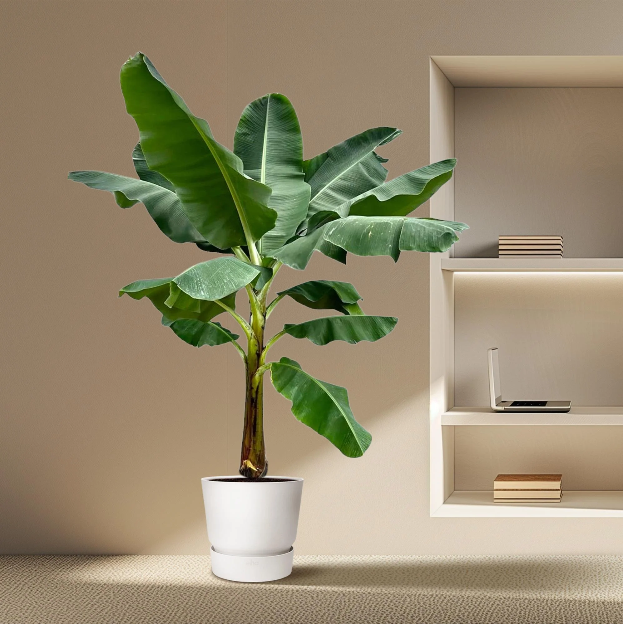 XXL Bananenpflanze - Musa | 250 cm | Ø30 cm