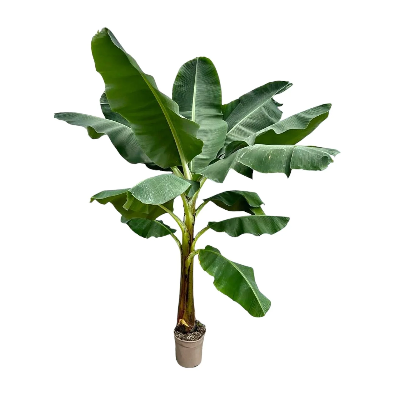 XXL Bananenpflanze - Musa | 250 cm | Ø30 cm