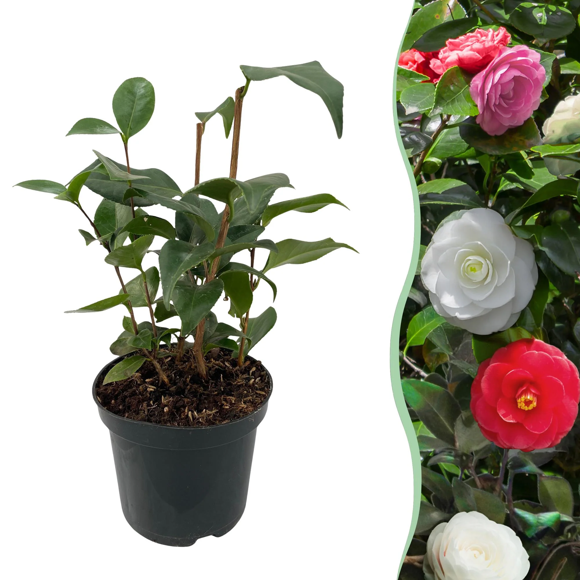 Japanische Kamelie - Camelia japonica Tricolour | Topf 15cm Höhe 30cm