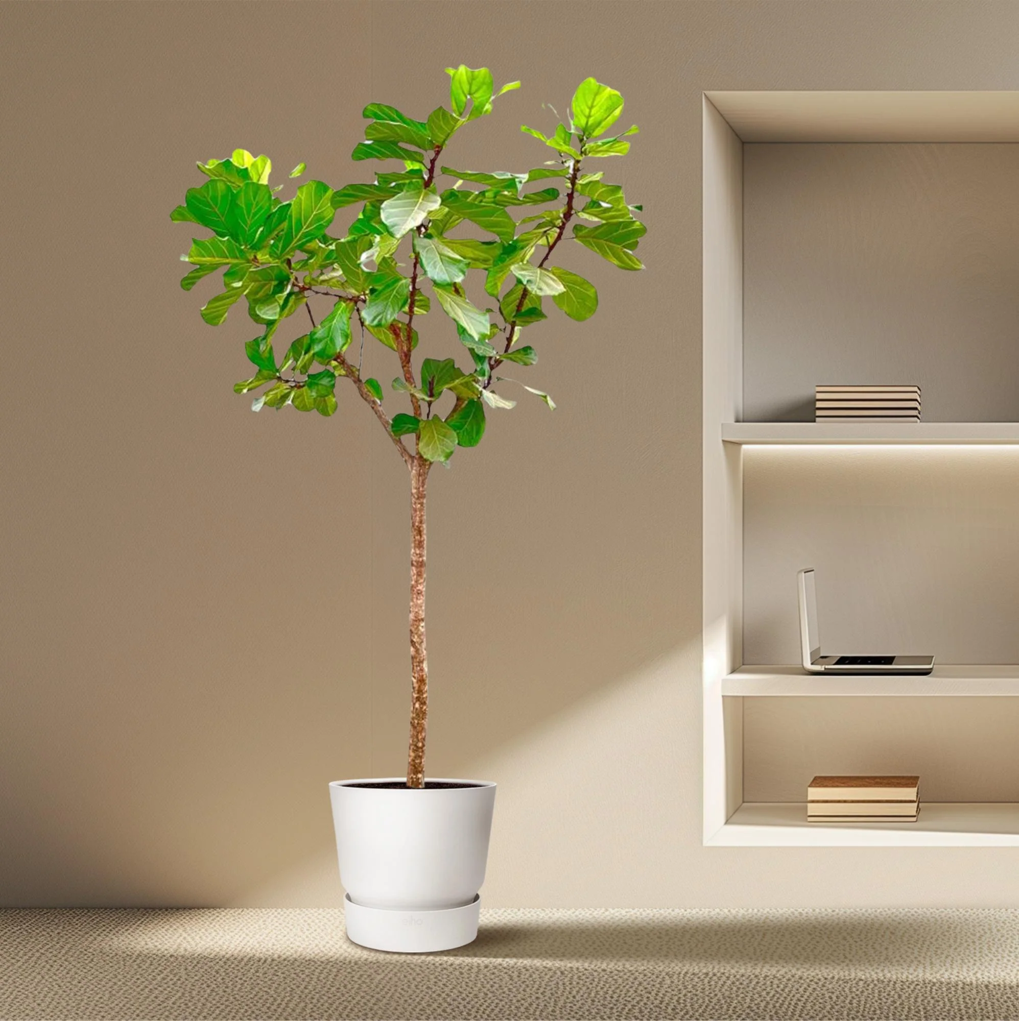 XXL Geigen-Feigenbaum – Ficus Lyrata Baum XXL | 270 cm | Ø45 cm