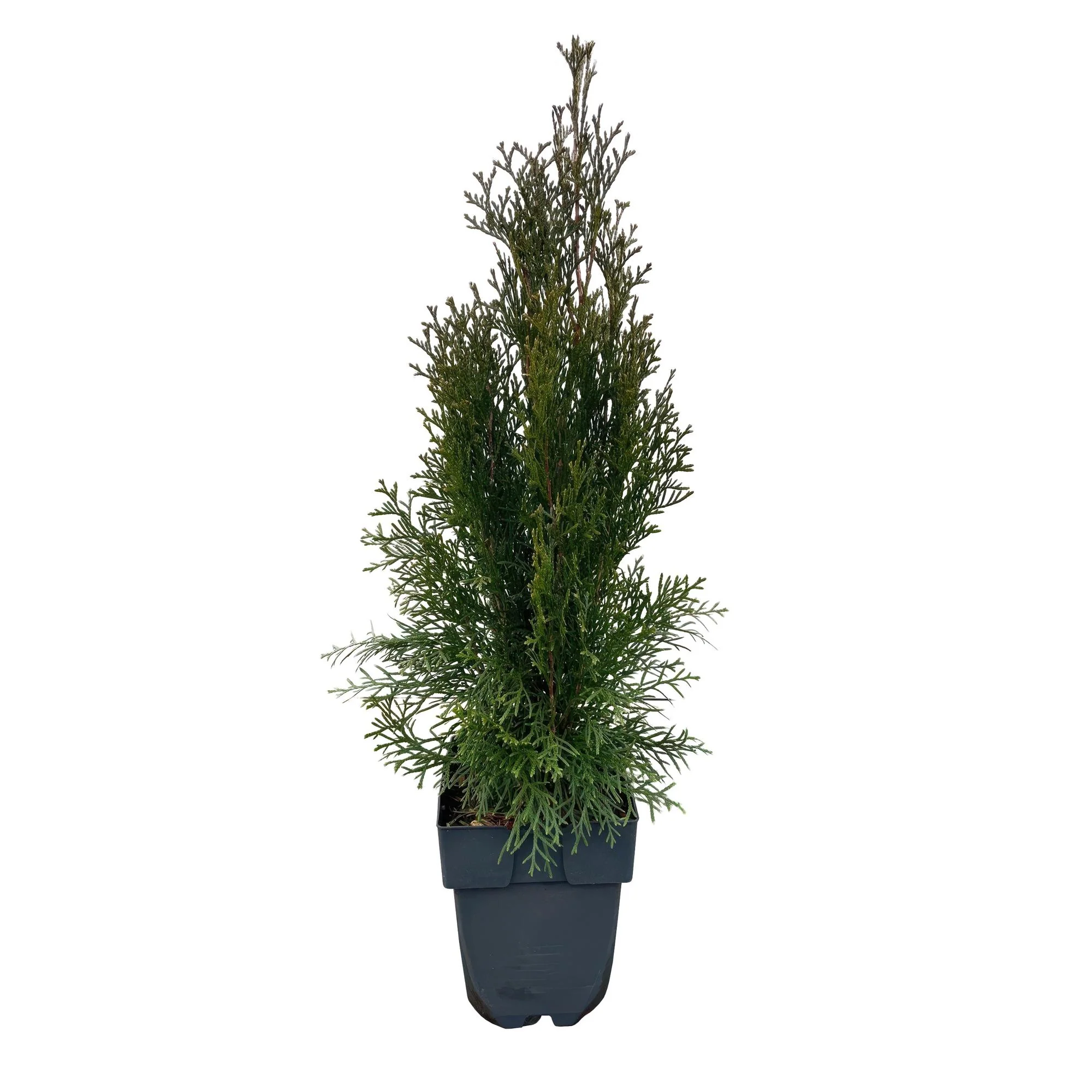 6x Thuja - Thuja occidentalis Smaragd | 6 Pflanzen - 1 laufender Meter | Topf 17cm - Höhe 60cm