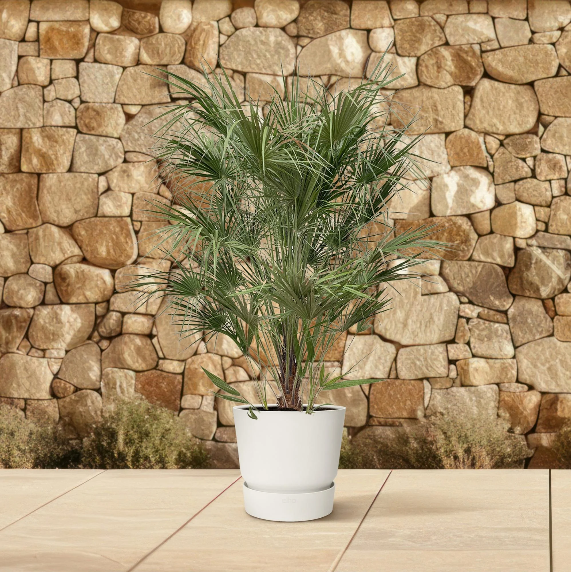 Europäische Zwergpalme - Chamaerops Humilis | 170 cm | Ø30 cm
