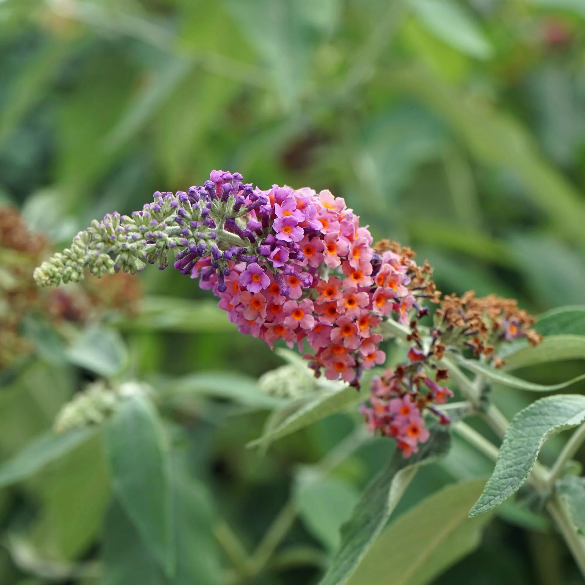 Sommerflieder - Schmetterlingsstrauch - Buddleja davidii Flower Power | Topf 17cm Höhe 30cm