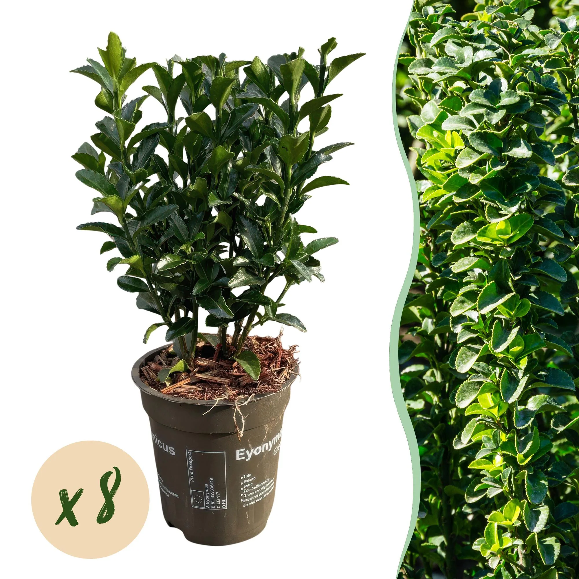 8x Japanischer Spindelstrauch - Pfaffenhütchen - Euonymus japonica Green Spire | 8 Pflanzen - 1 laufender Meter | Topf 9cm - Höhe 20-25cm