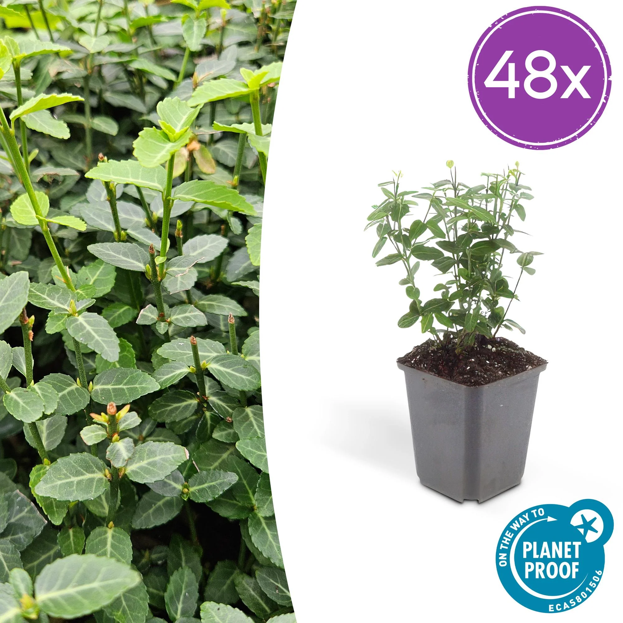 48x Rankender Spindelstrauch - Euonymus fortunei radicans | 10-25cm | Ø9cm