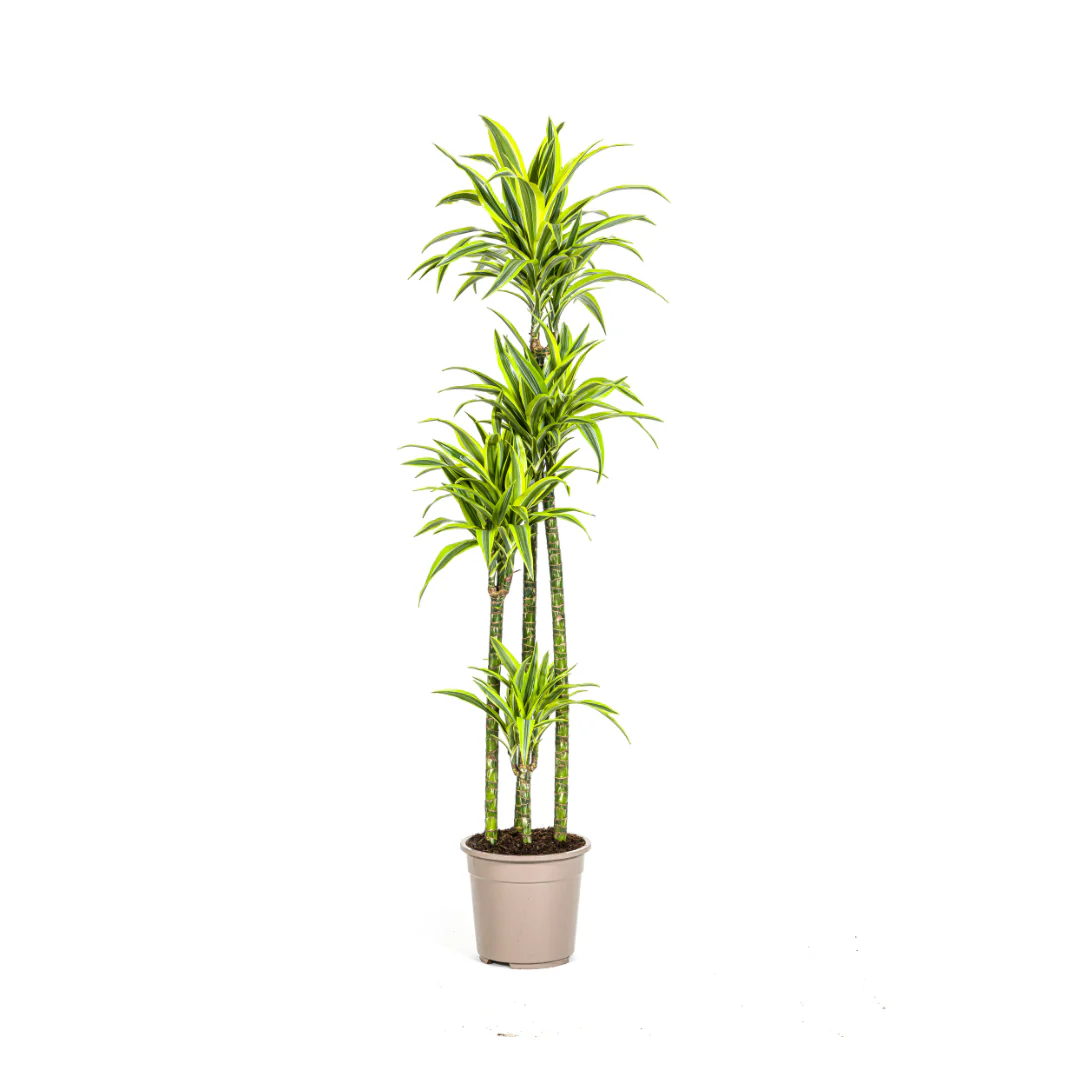 Drachenbaum - Dracaena Deremensis Lemon Lime | 170 - 190cm | Ø27cm